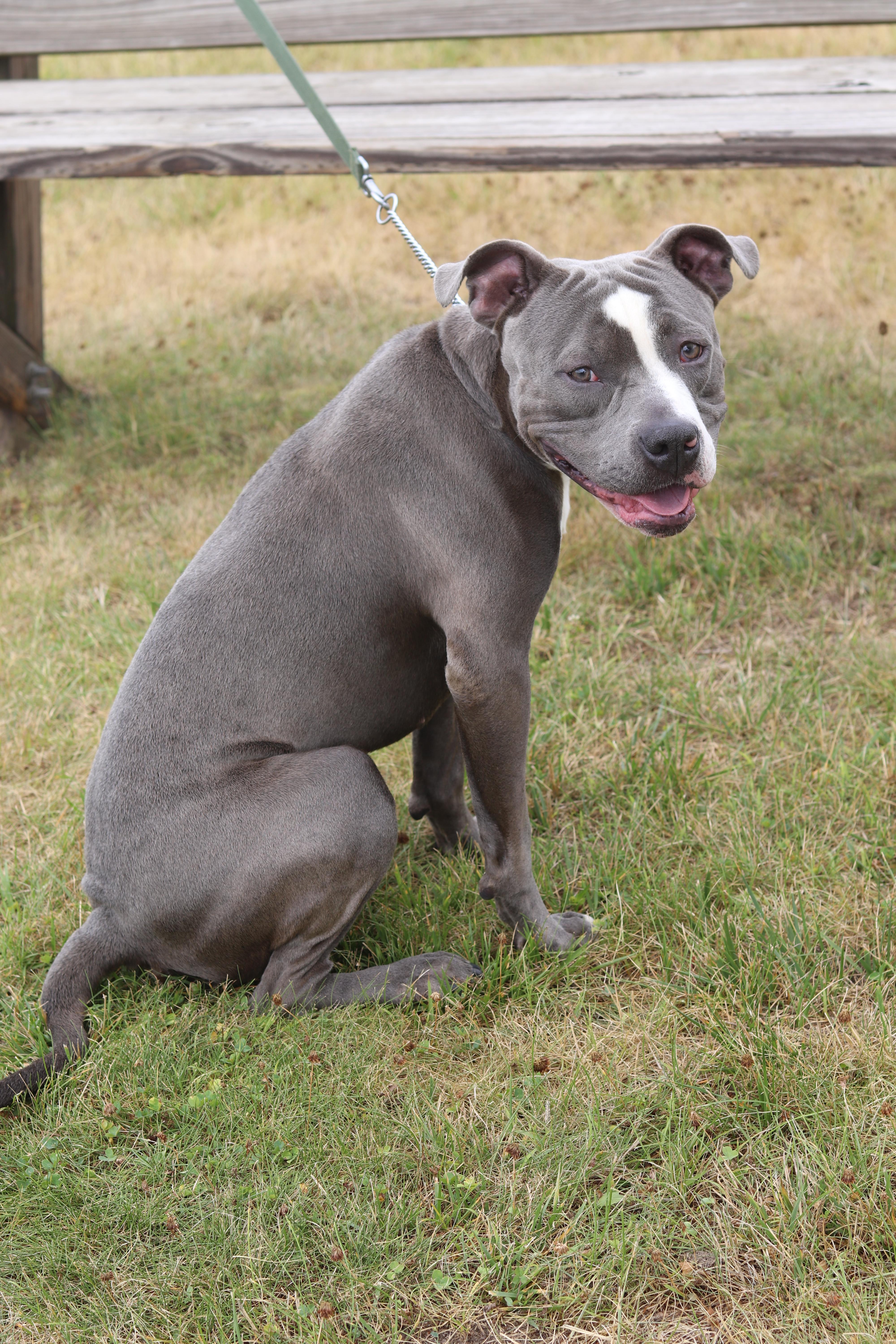 Enlarge Moomin, an adopted Mixed Breed in Ionia, MI image 2/6