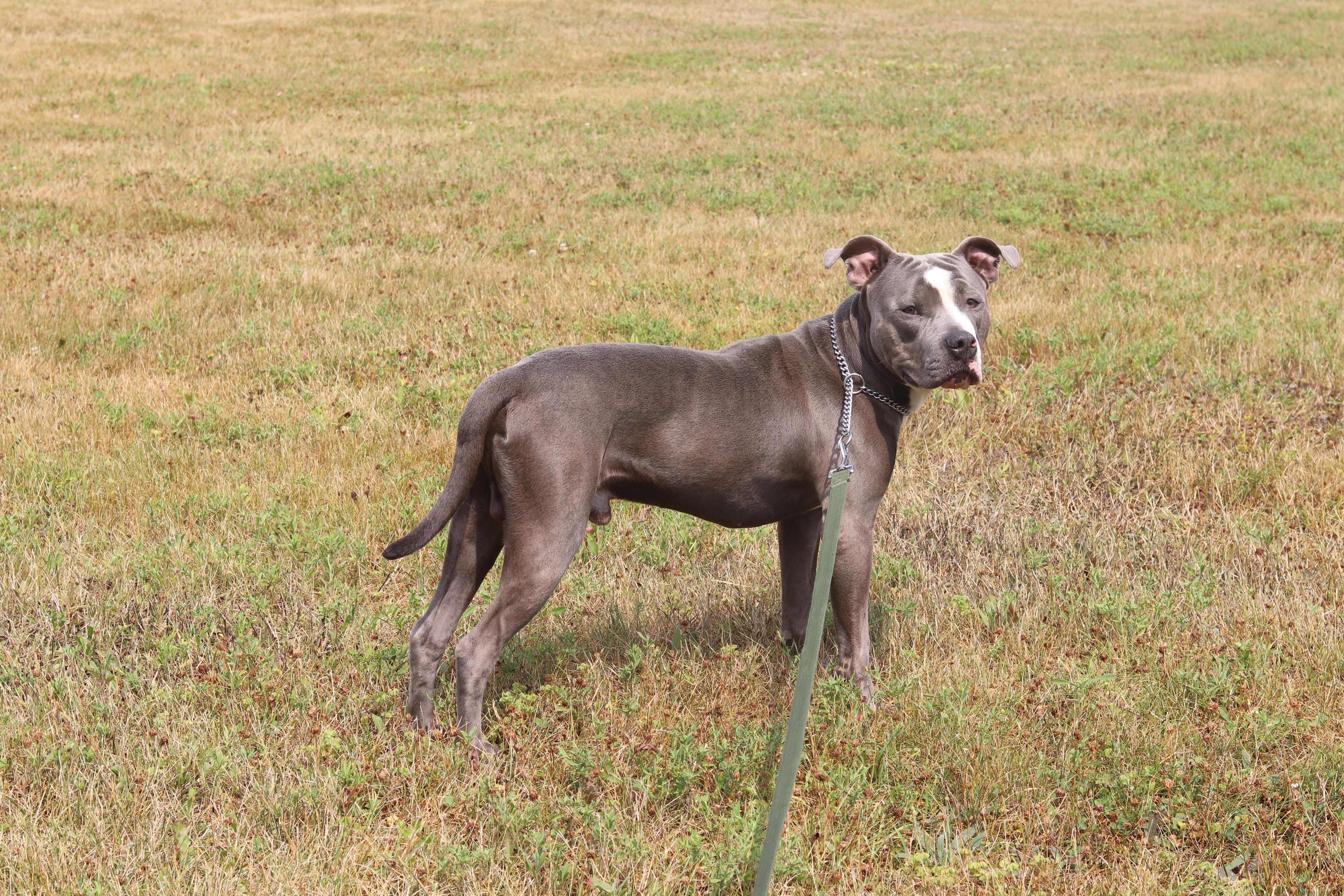 Enlarge Moomin, an adopted Mixed Breed in Ionia, MI image 3/6
