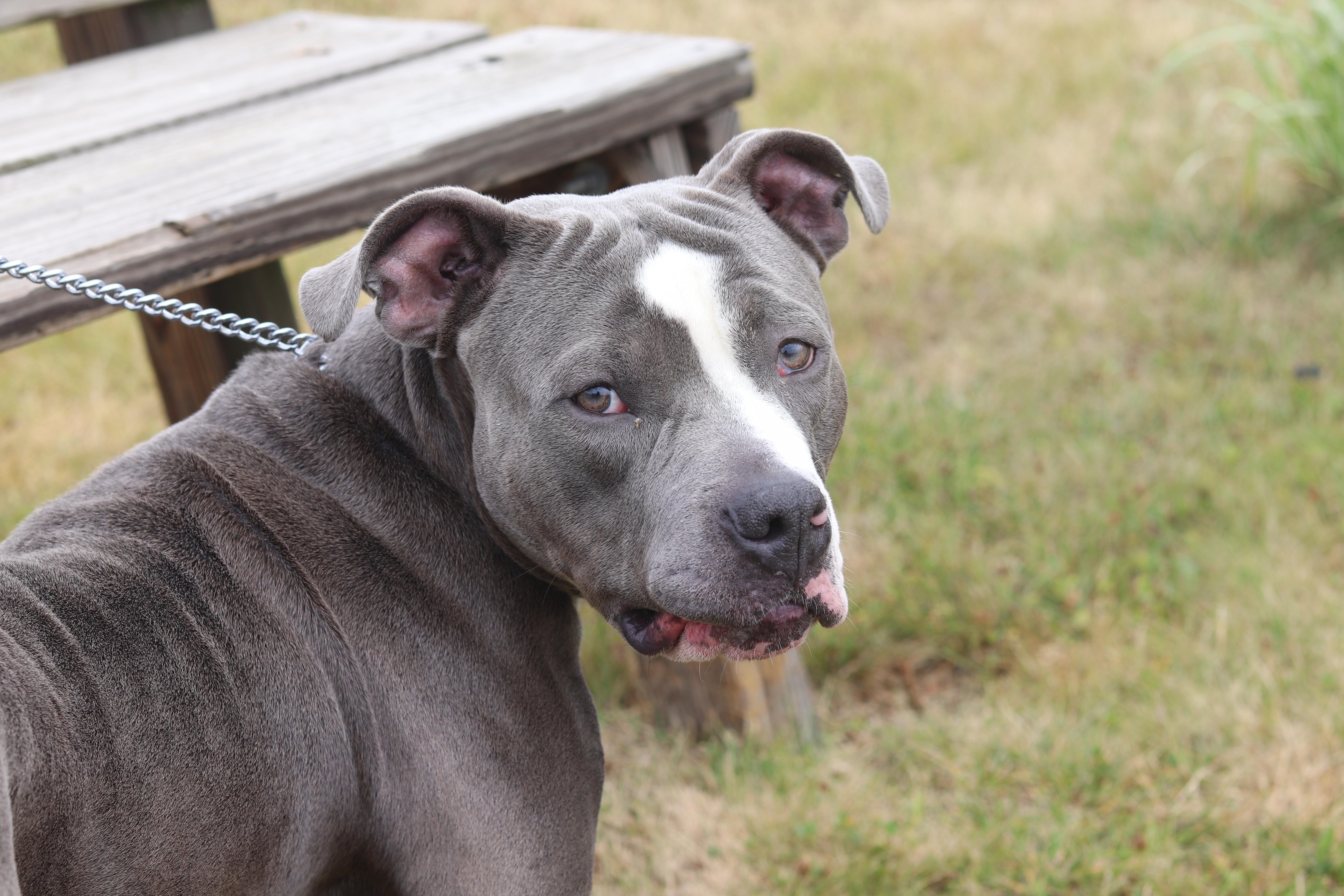 Enlarge Moomin, an adopted Mixed Breed in Ionia, MI image 4/6