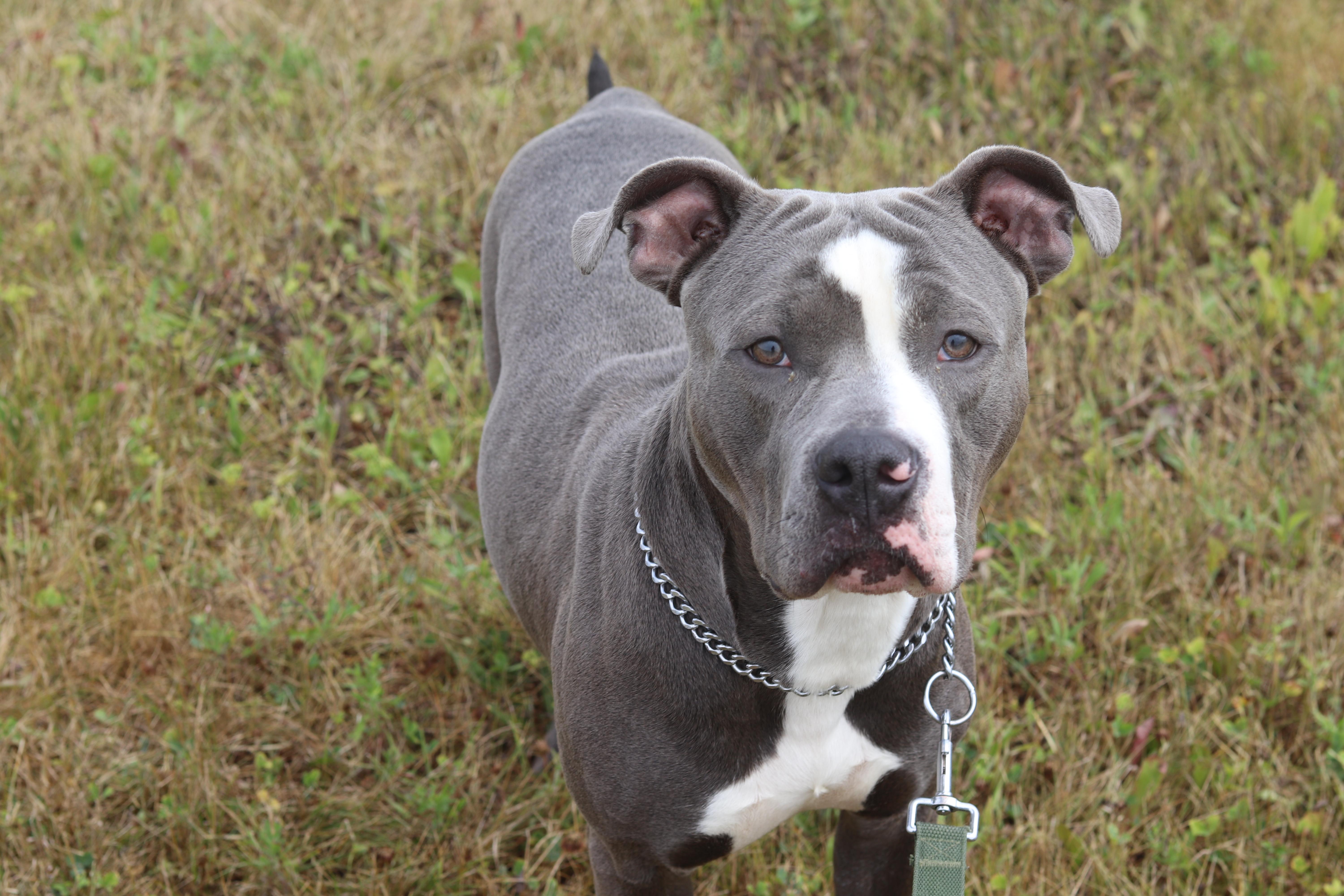 Enlarge Moomin, an adopted Mixed Breed in Ionia, MI image 1/6