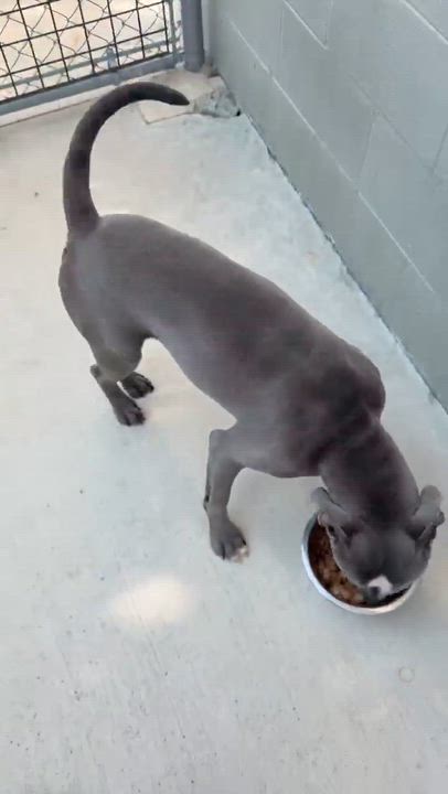 Enlarge Moomin, an adopted Mixed Breed in Ionia, MI video 6/6