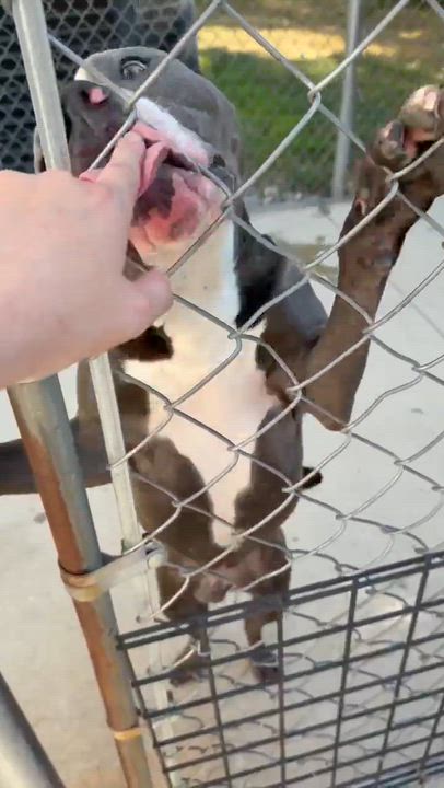 Enlarge Moomin, an adopted Mixed Breed in Ionia, MI video 5/6
