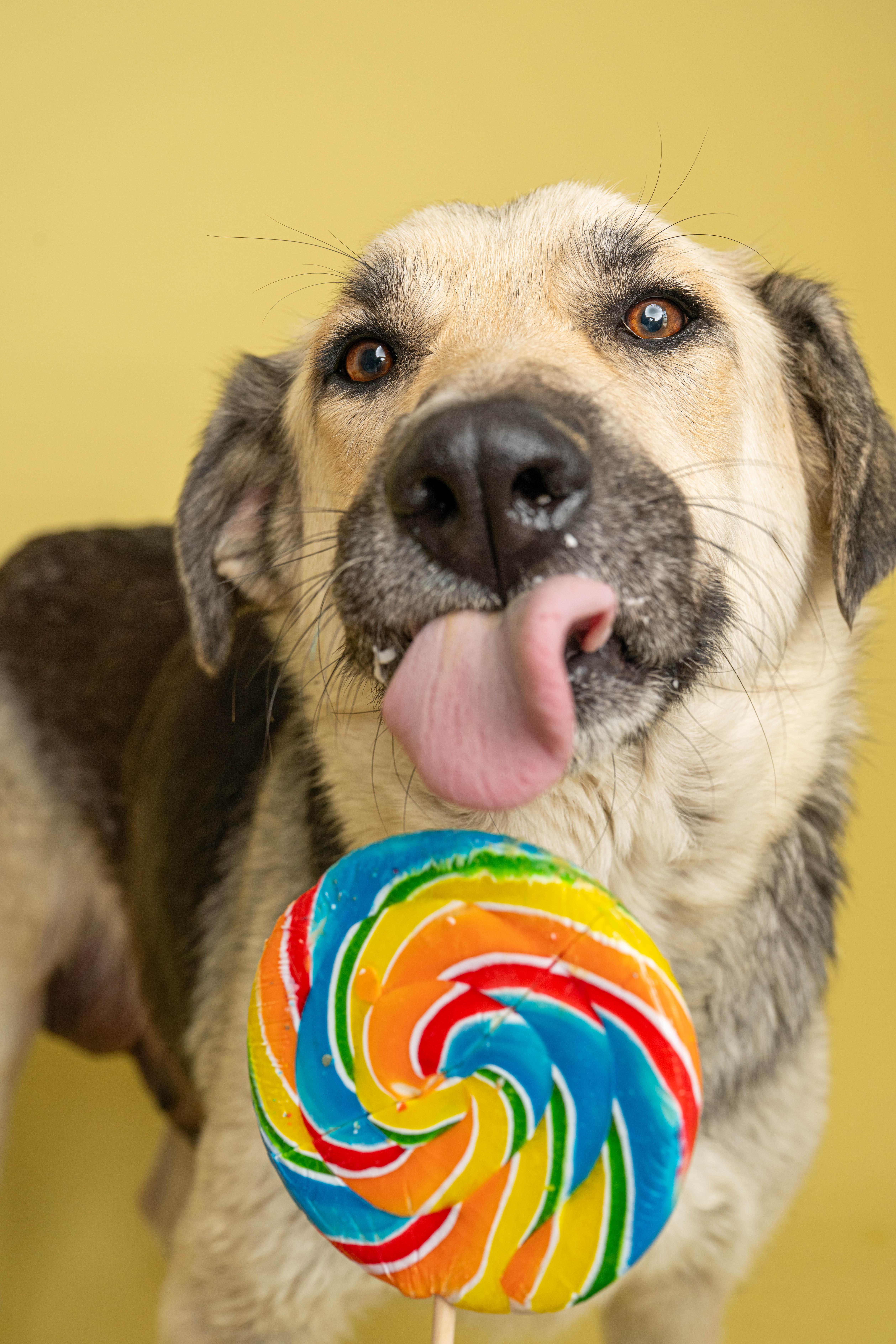 Sugar, an adopted Mixed Breed in Rock Springs, WY image 3/4