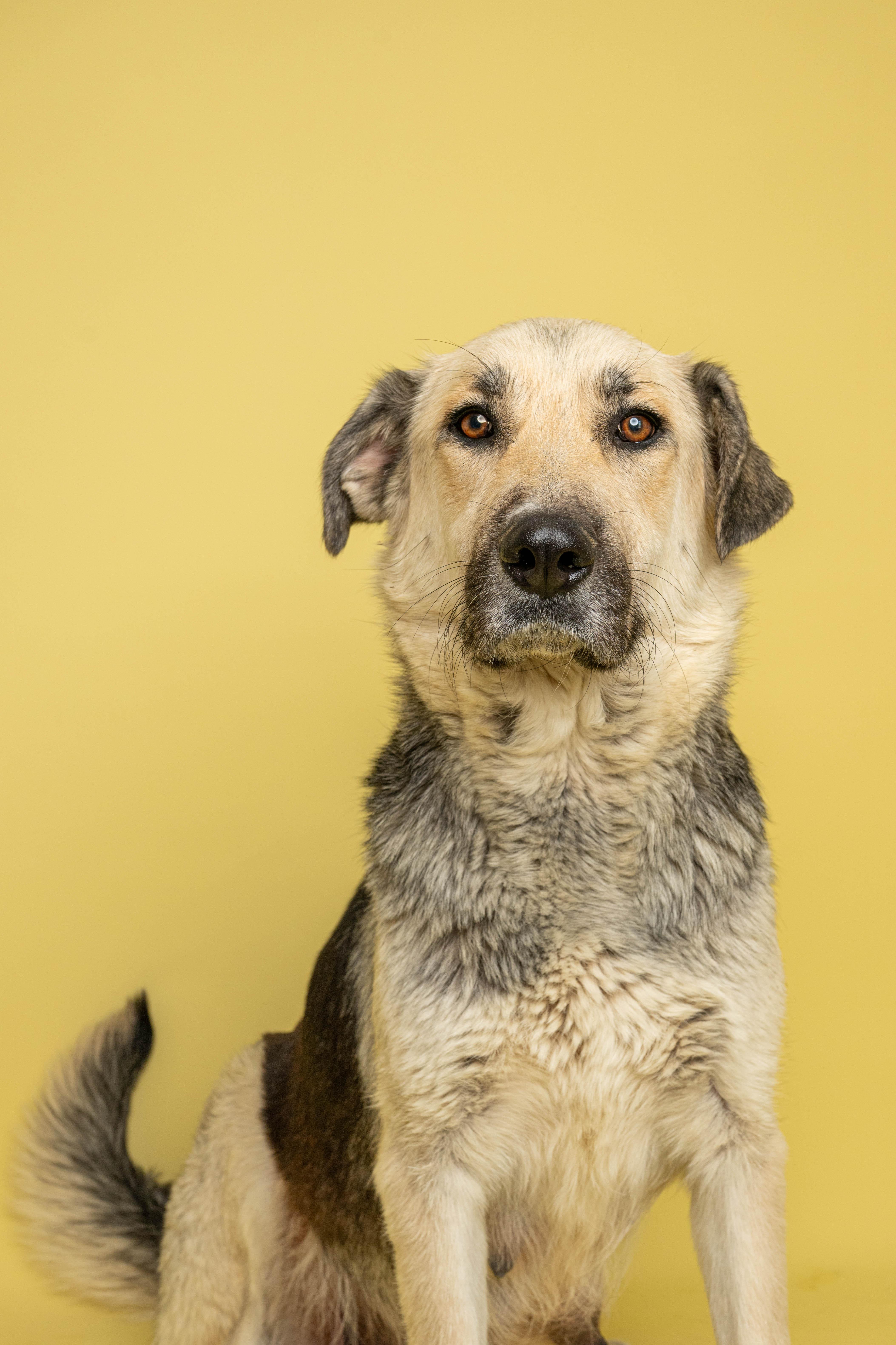 Sugar, an adopted Mixed Breed in Rock Springs, WY image 2/4