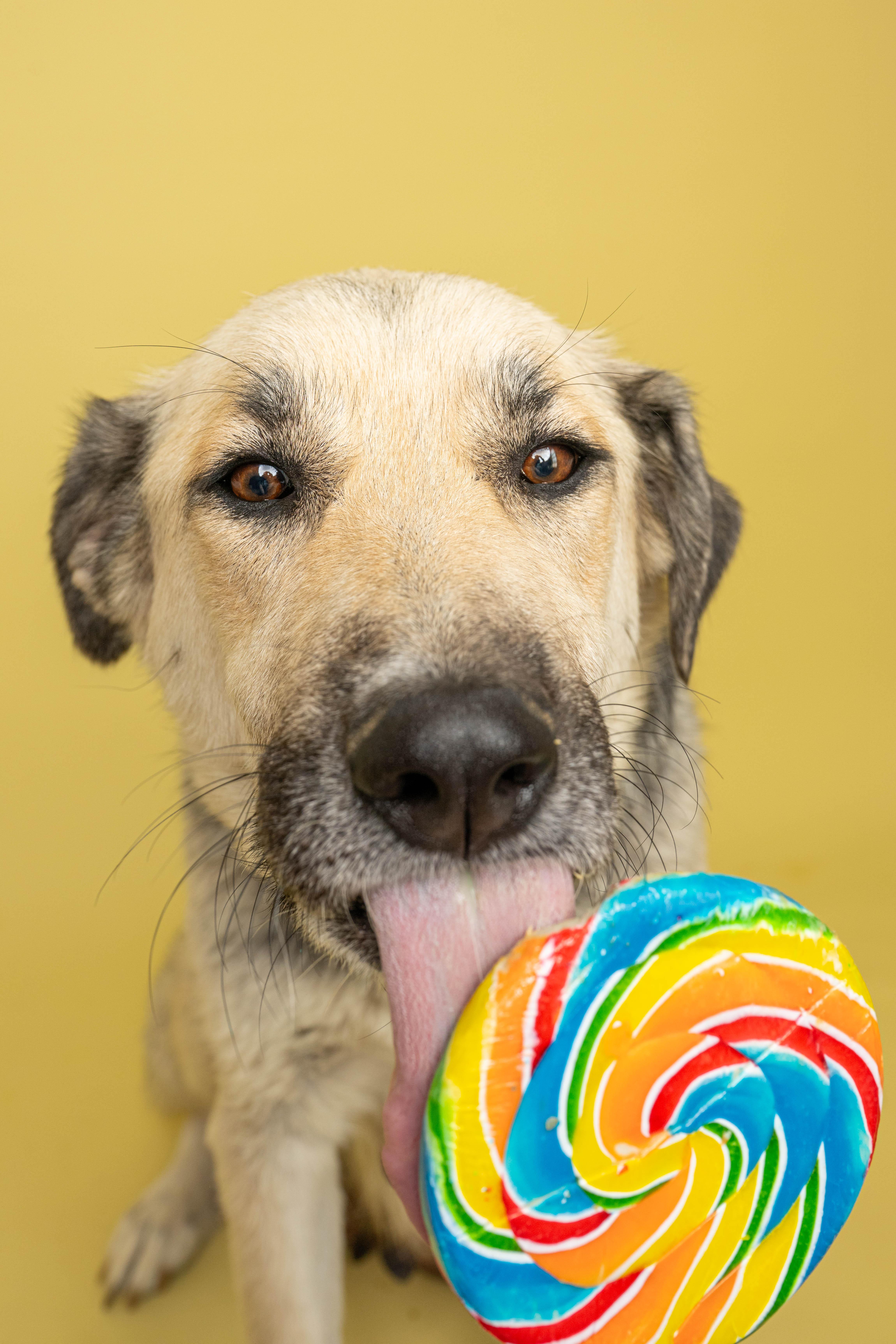 Sugar, an adopted Mixed Breed in Rock Springs, WY image 4/4