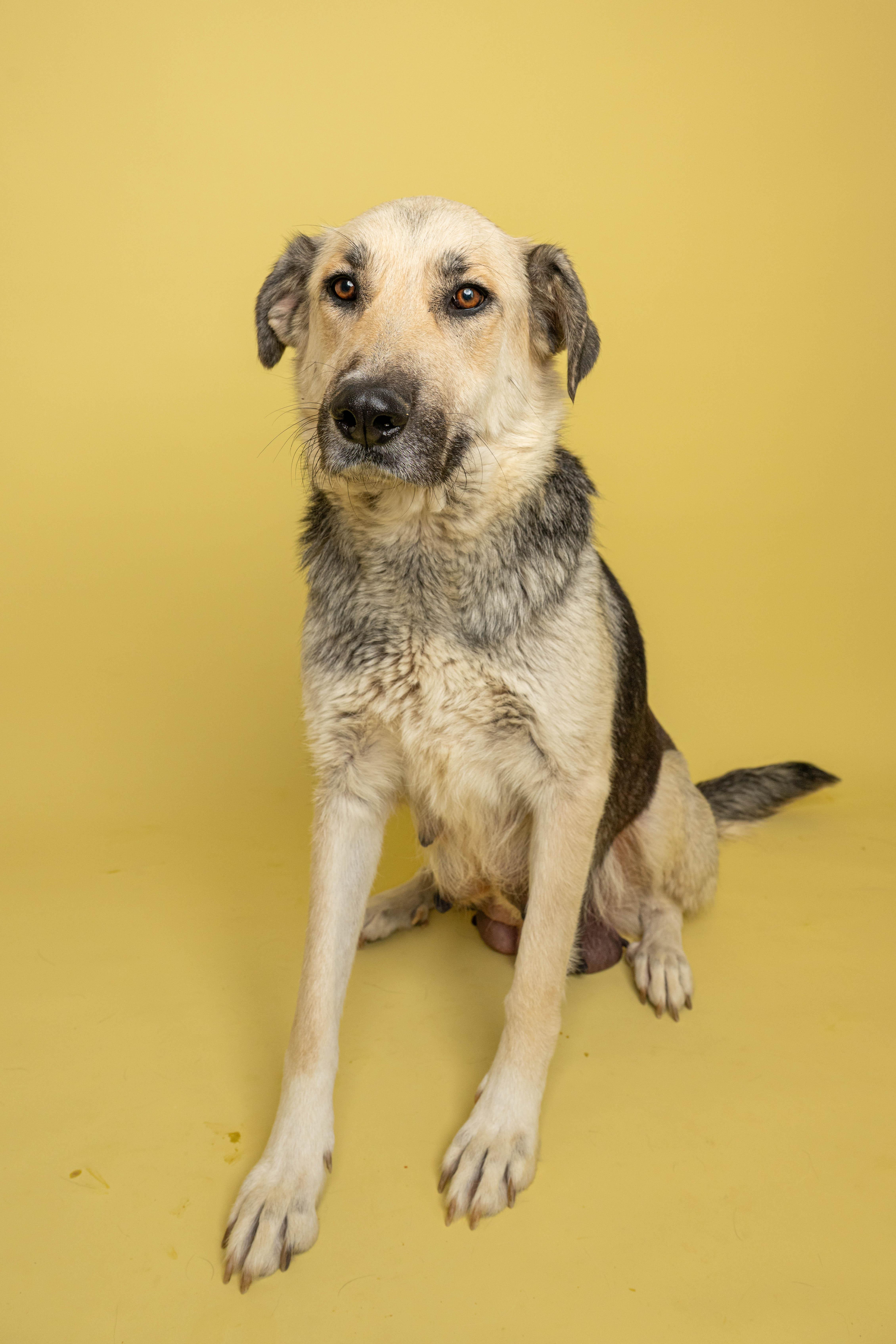 Sugar, adopted, Adult Female Mixed Breed.