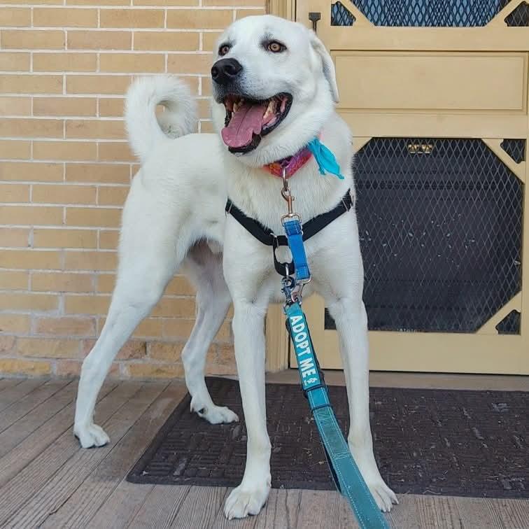 Bo, Adoptable, Adult Male Akbash & Great Pyrenees.