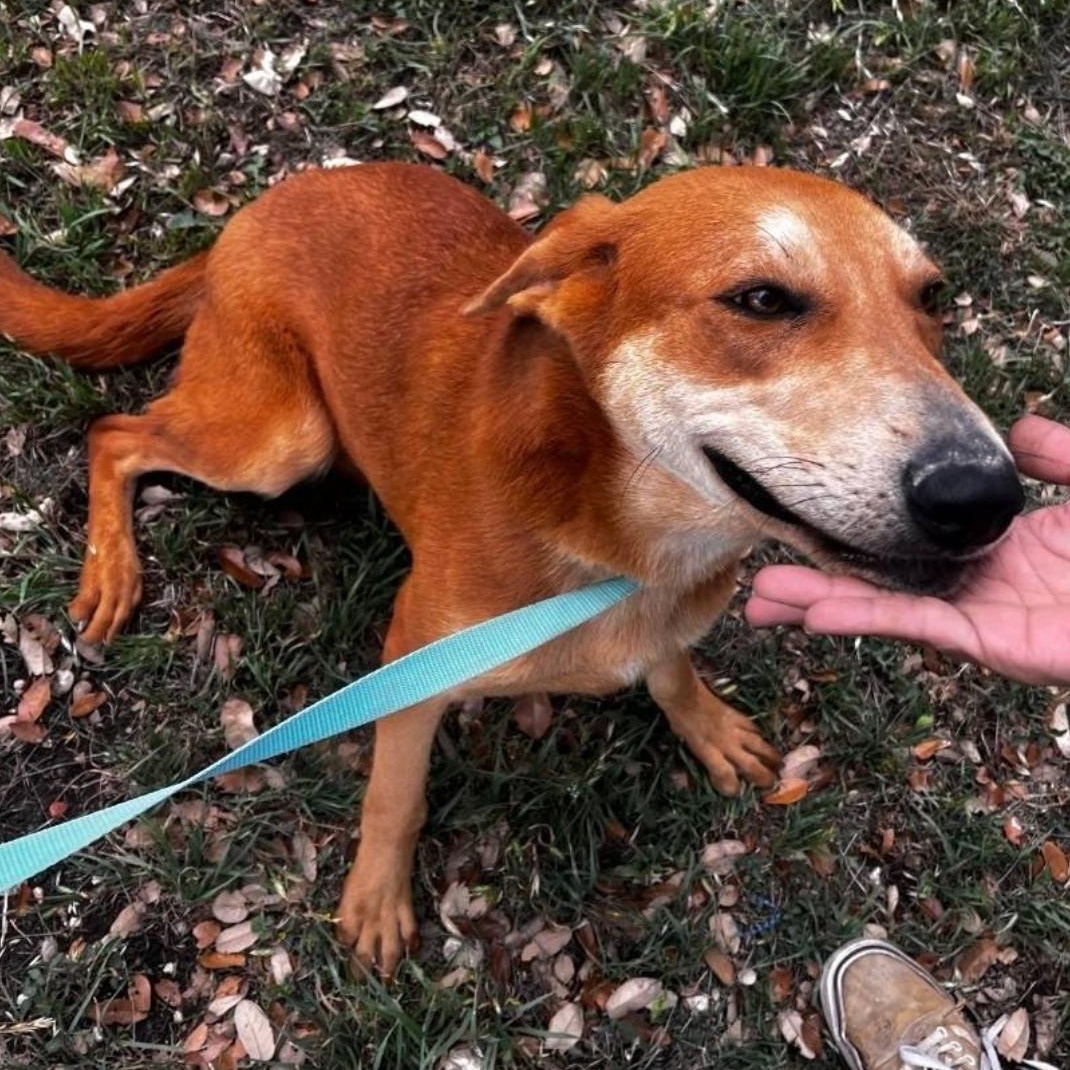 Enlarge Judy, a ADOPTABLE mixed breed in Boston, MA image 3/3