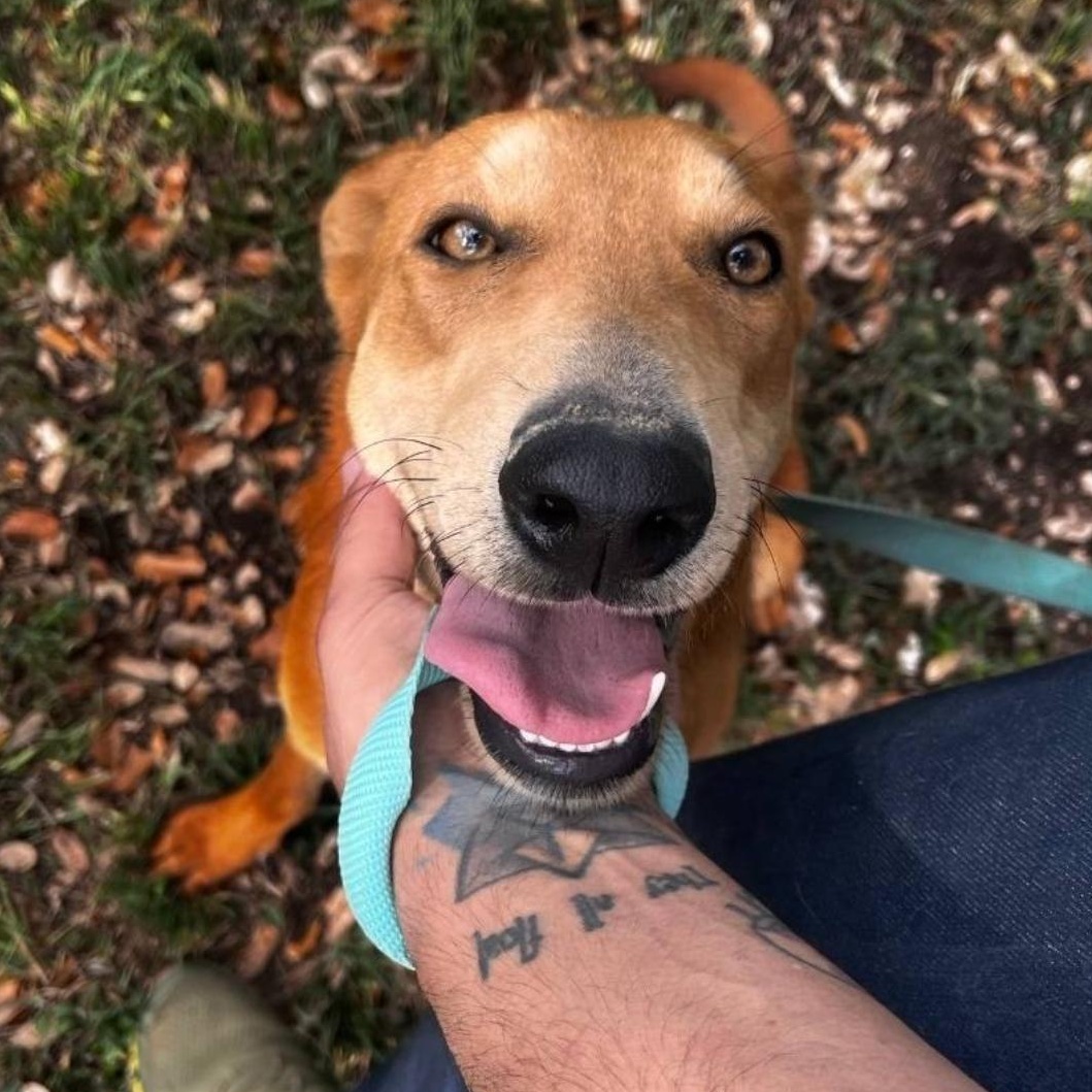 Enlarge Judy, a ADOPTABLE mixed breed in Boston, MA image 2/3