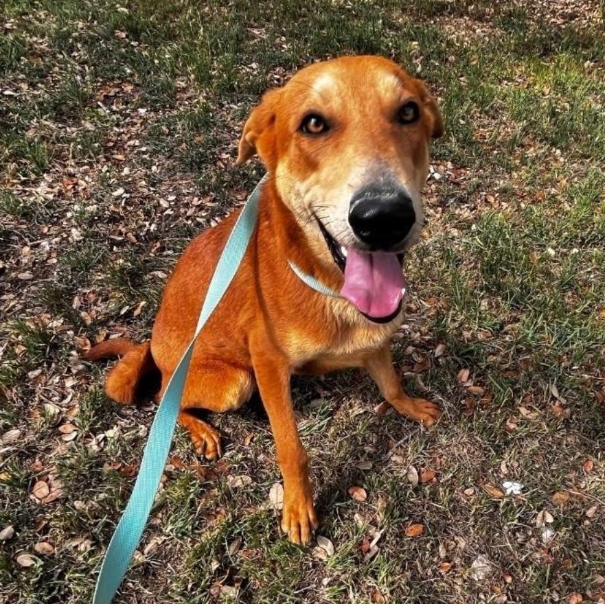 Enlarge Judy, a ADOPTABLE mixed breed in Boston, MA image 1/3