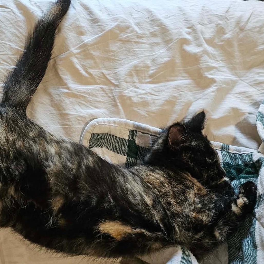 Lexi, Adoptable, Kitten Female Domestic Short Hair.