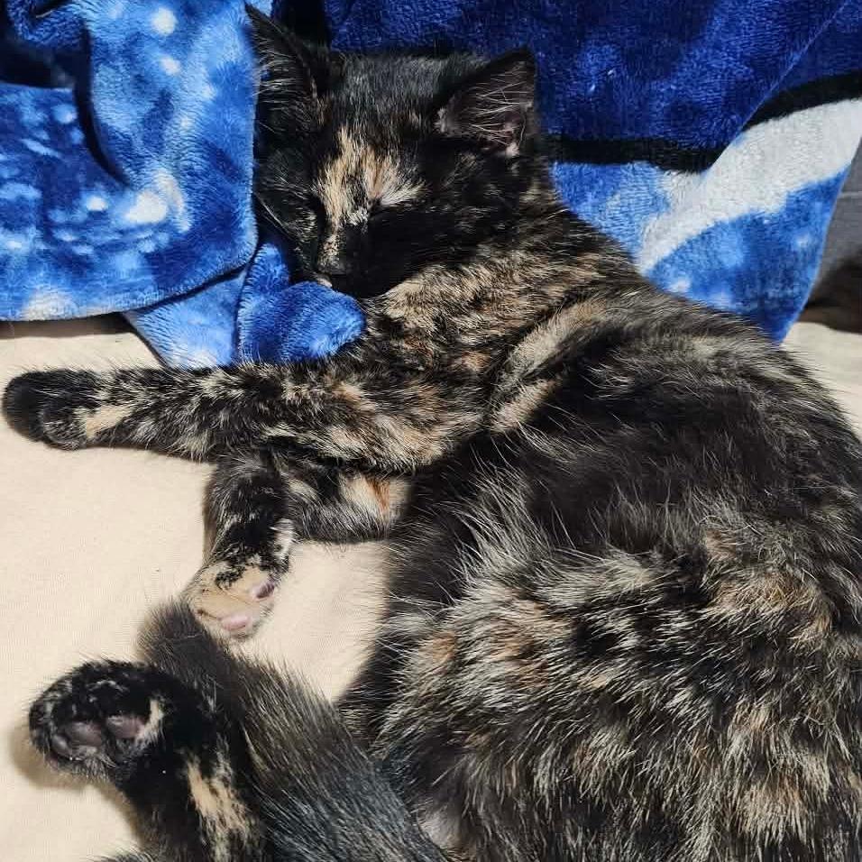 Enlarge Lexi, a Adoptable Domestic Short Hair in HUNTERSVILLE, NC image 2/5