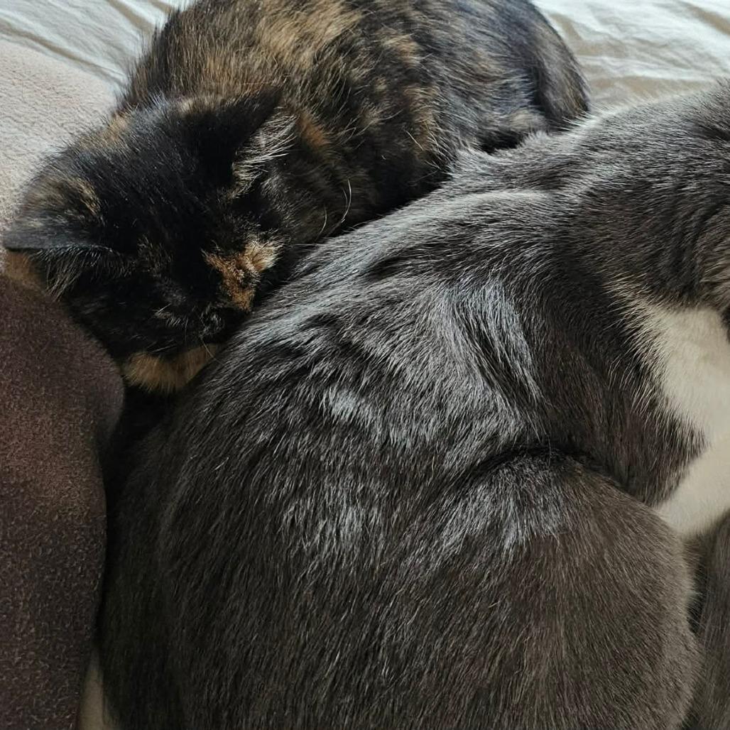 Enlarge Lexi, a Adoptable Domestic Short Hair in HUNTERSVILLE, NC image 3/5