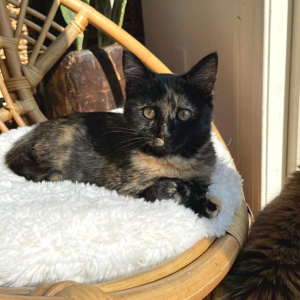 Enlarge Lexi, a Adoptable Domestic Short Hair in HUNTERSVILLE, NC image 4/5