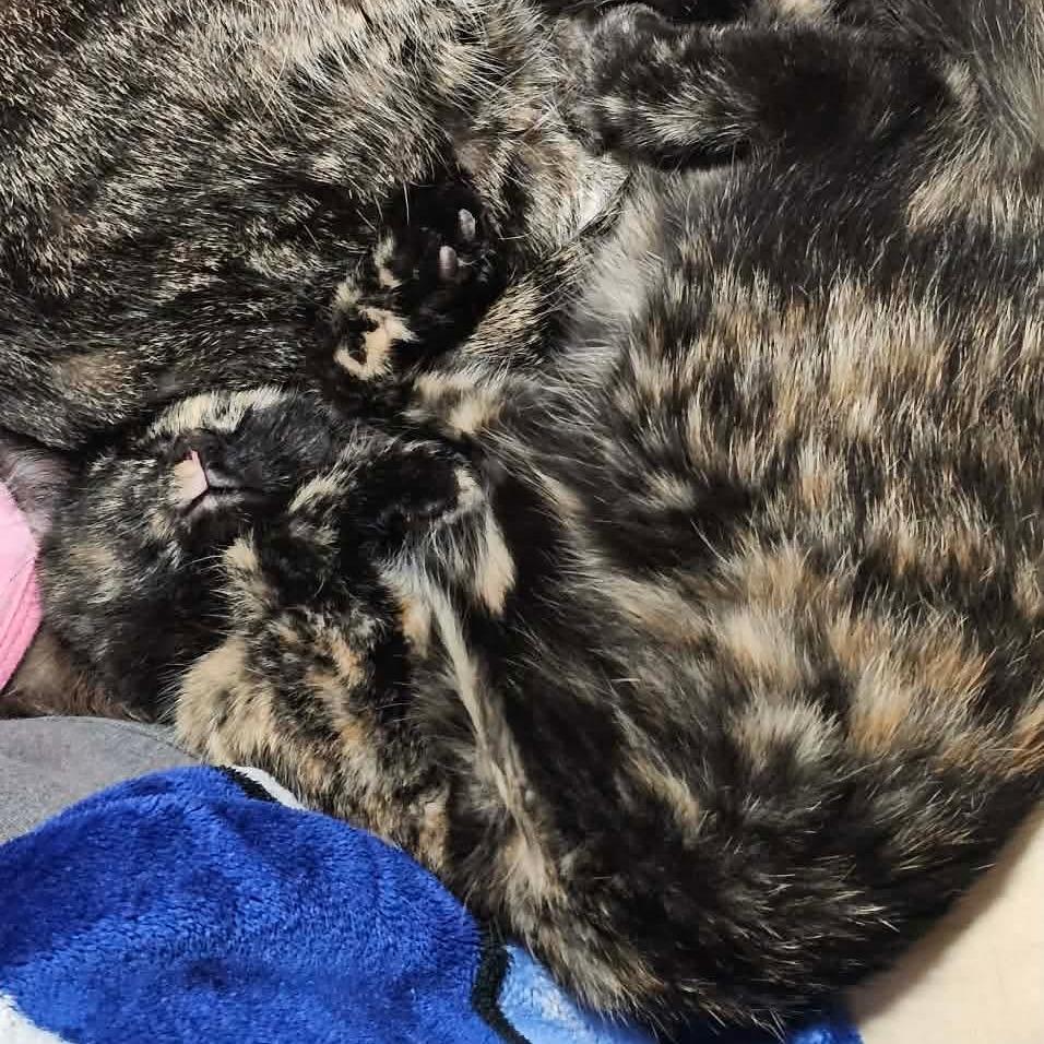 Enlarge Lexi, a Adoptable Domestic Short Hair in HUNTERSVILLE, NC image 5/5