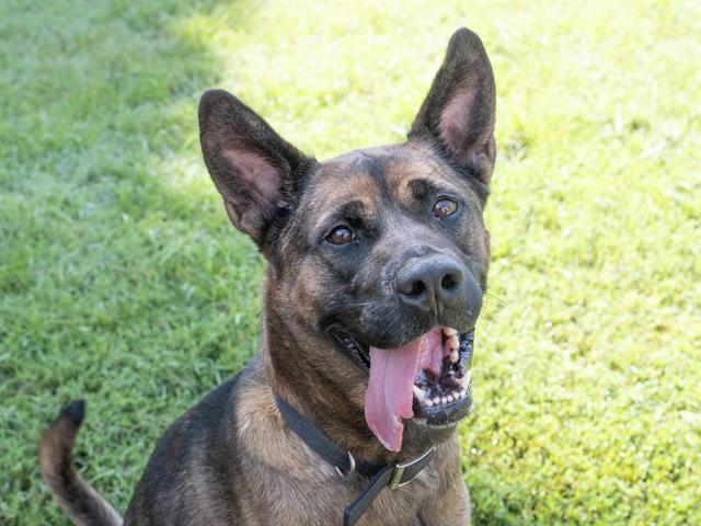 KOA, Adoptable, Adult Male Akita & Mixed Breed.