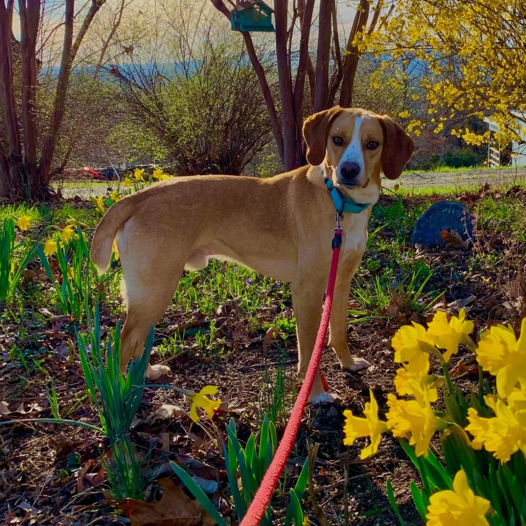 Enlarge Butterscotch, a Adoptable Mixed Breed in Harrisonburg, VA image 1/6