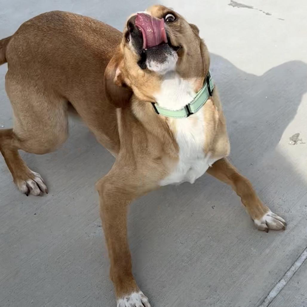 Enlarge Butterscotch, a Adoptable Mixed Breed in Harrisonburg, VA image 2/6