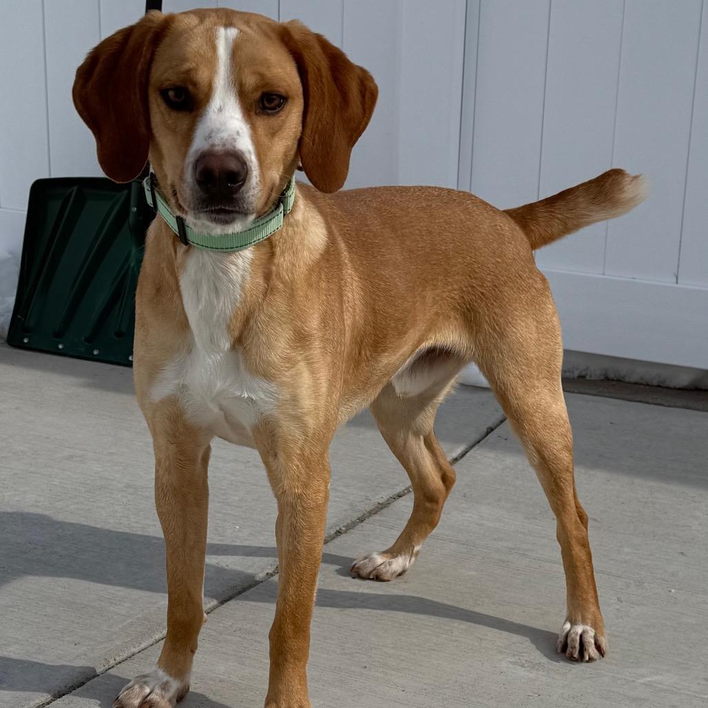 Enlarge Butterscotch, a Adoptable Mixed Breed in Harrisonburg, VA image 3/6