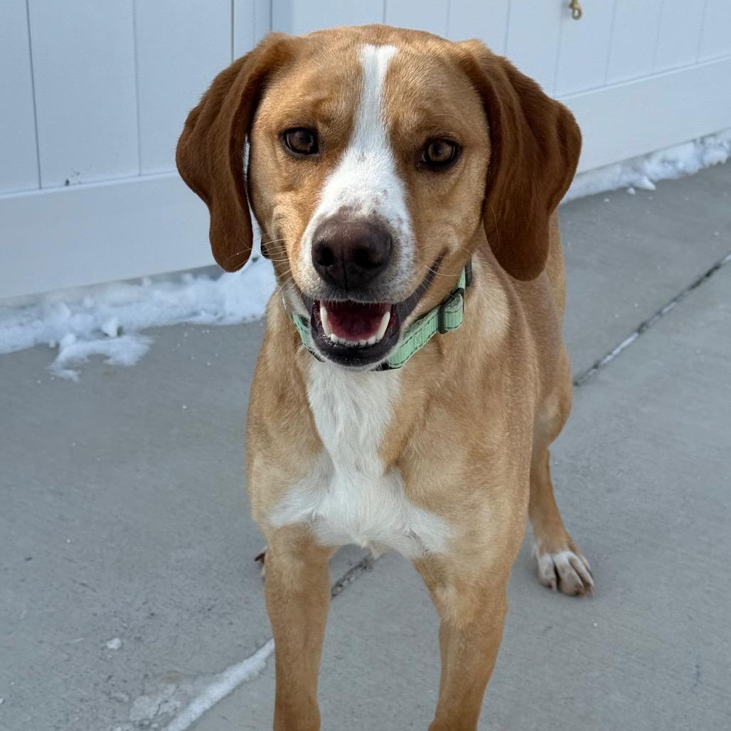 Enlarge Butterscotch, a Adoptable Mixed Breed in Harrisonburg, VA image 4/6