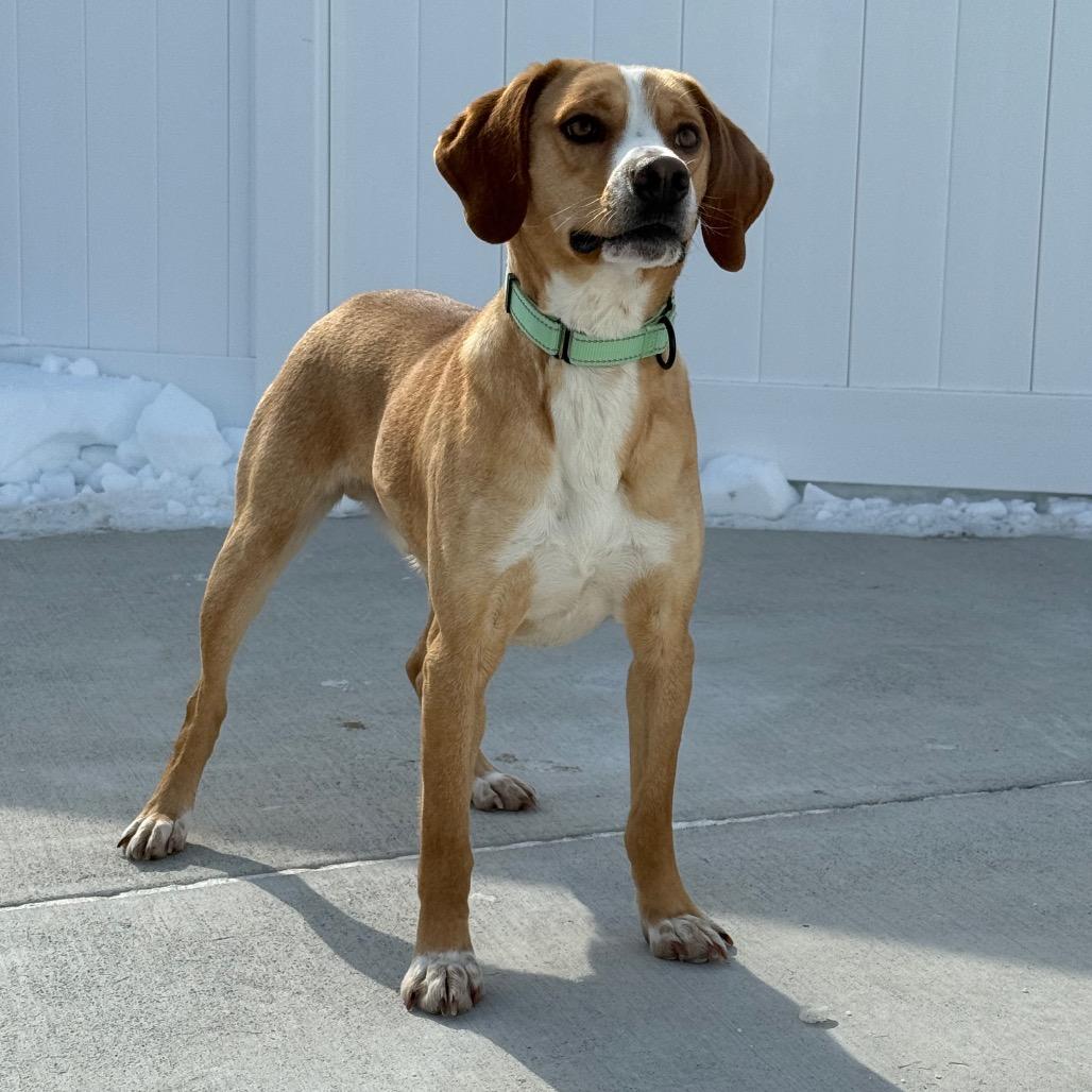 Enlarge Butterscotch, a Adoptable Mixed Breed in Harrisonburg, VA image 5/6