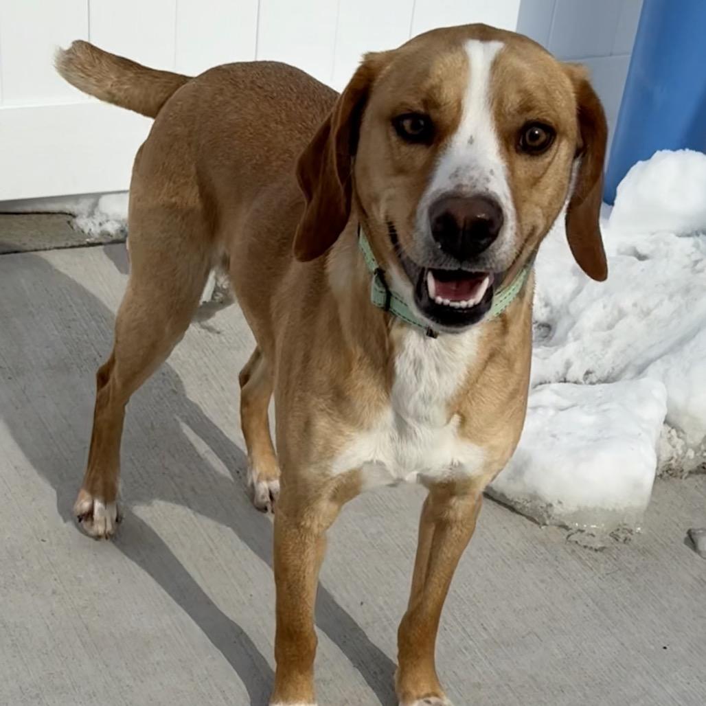 Enlarge Butterscotch, a Adoptable Mixed Breed in Harrisonburg, VA image 6/6