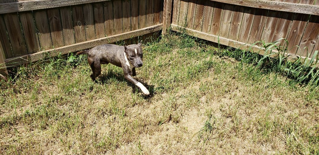 Declan, approximately 2-3 years of age. 