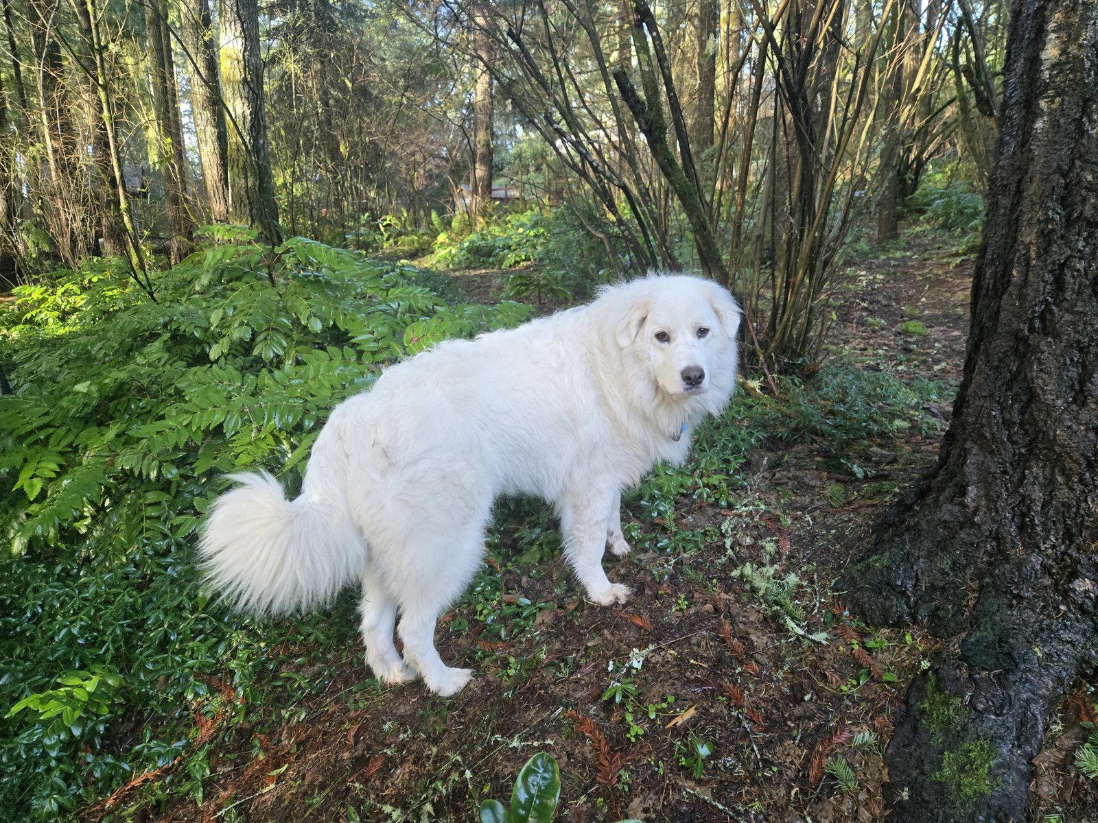 Texana (AP), Adoptable, Adult Female Great Pyrenees.