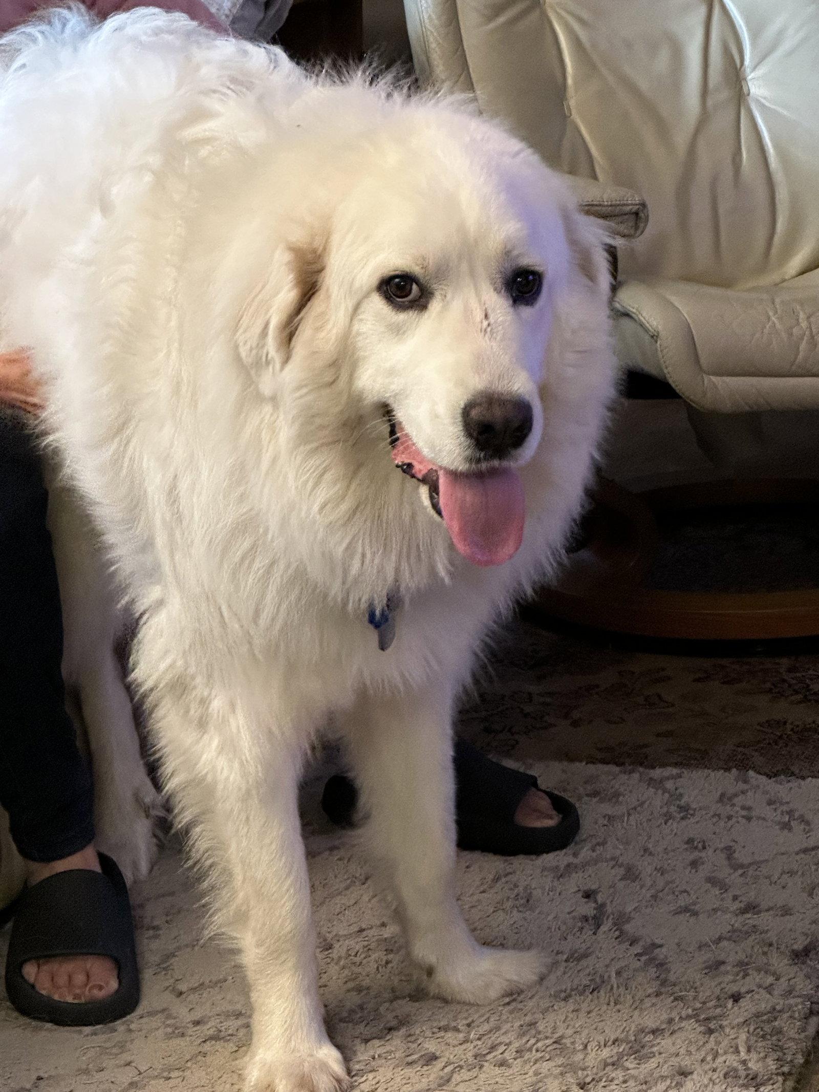 Texana (AP), a Adoptable Great Pyrenees in Bend, OR image 2/3