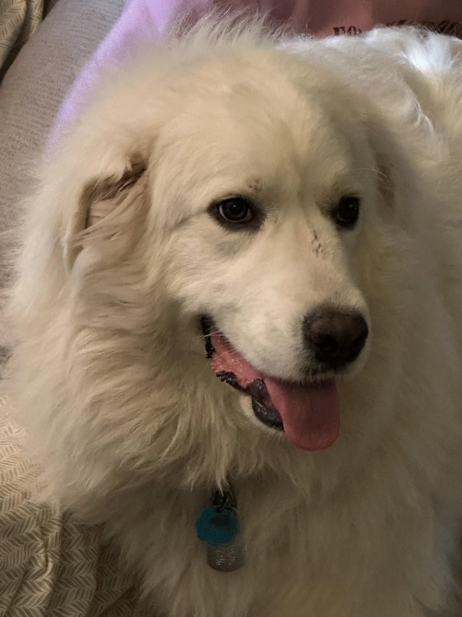 Texana (AP), a Adoptable Great Pyrenees in Bend, OR image 3/3