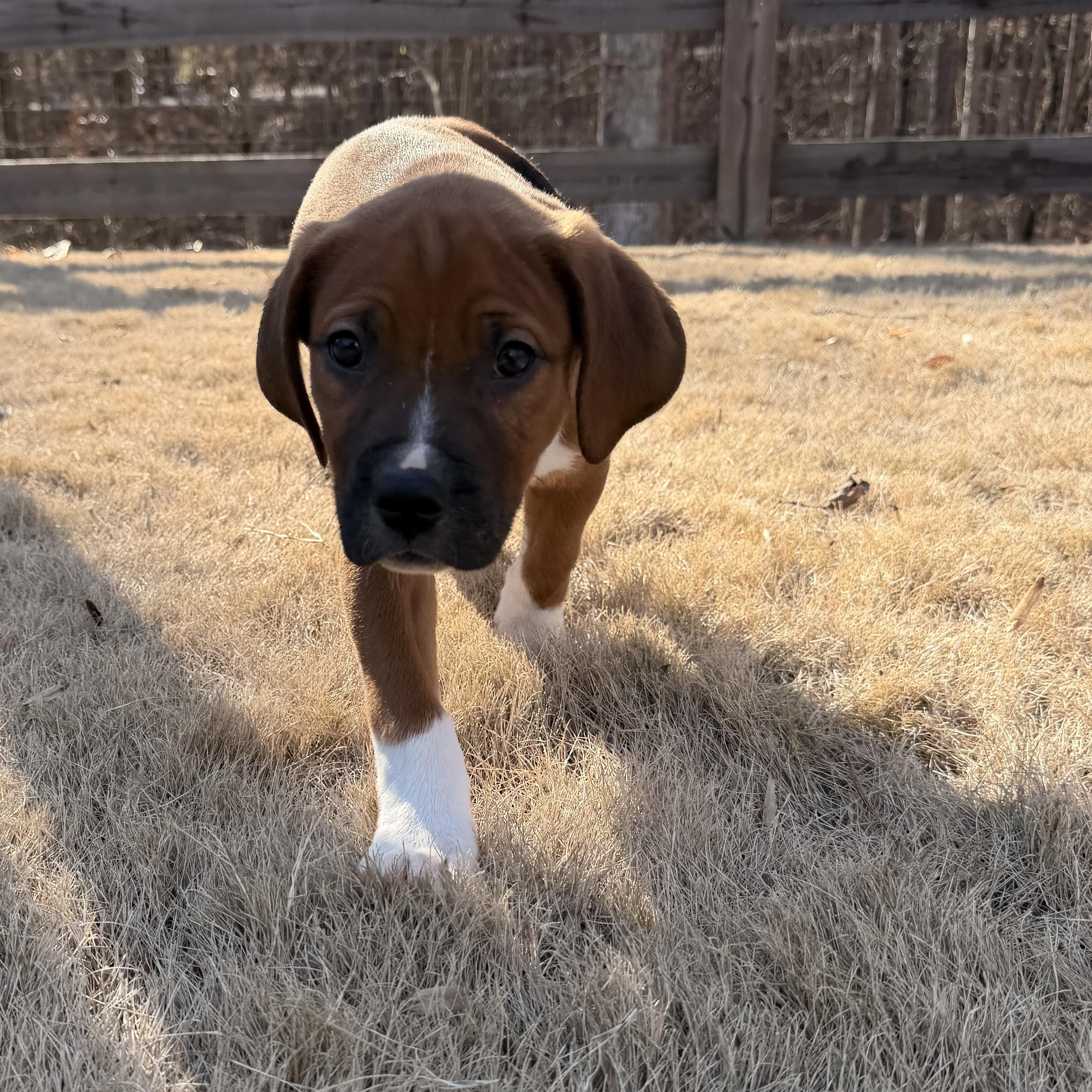 Chuckie, an adopted mixed breed in Gainesville, GA image 2/6
