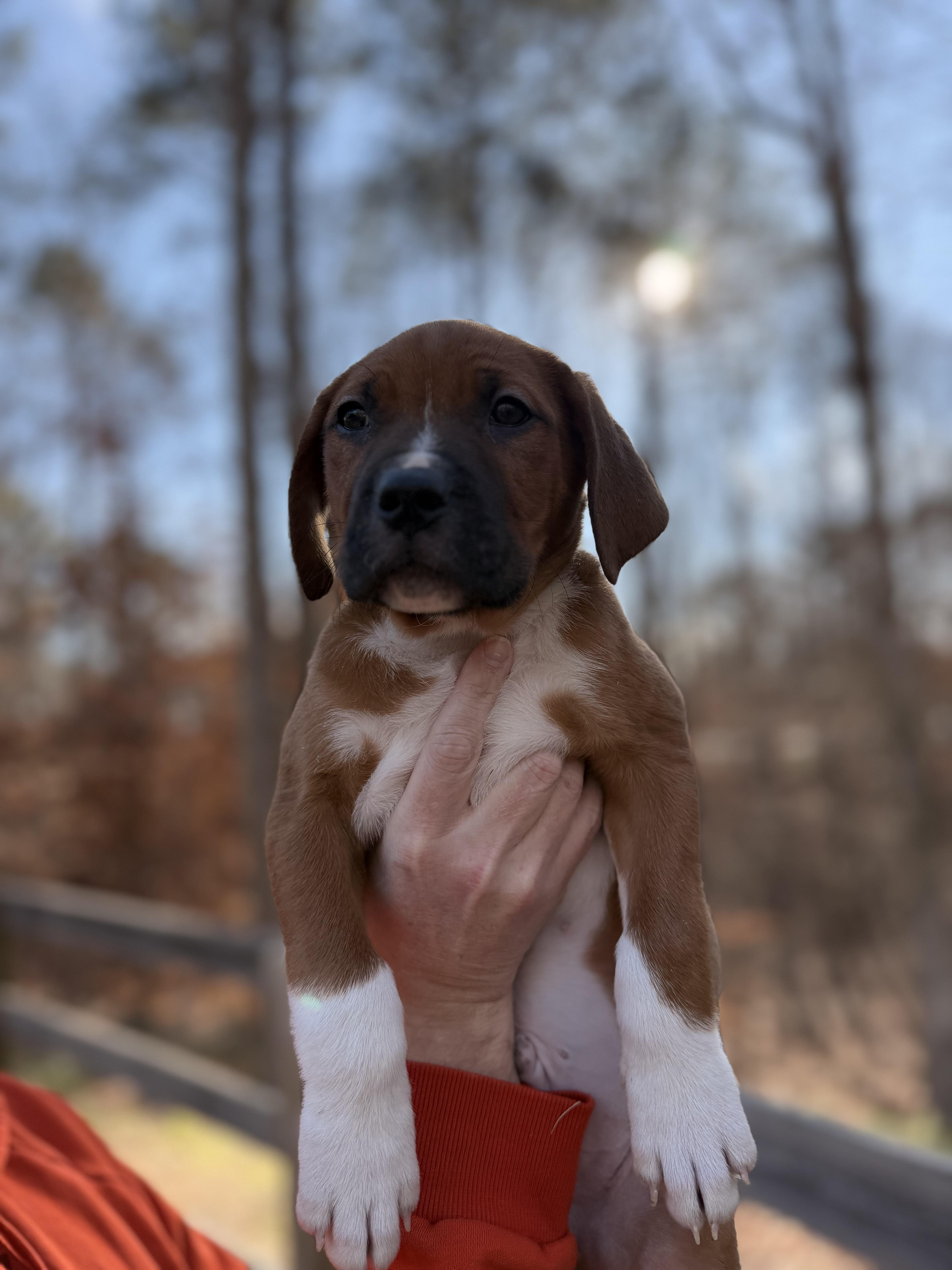 Chuckie, an adopted mixed breed in Gainesville, GA image 5/6