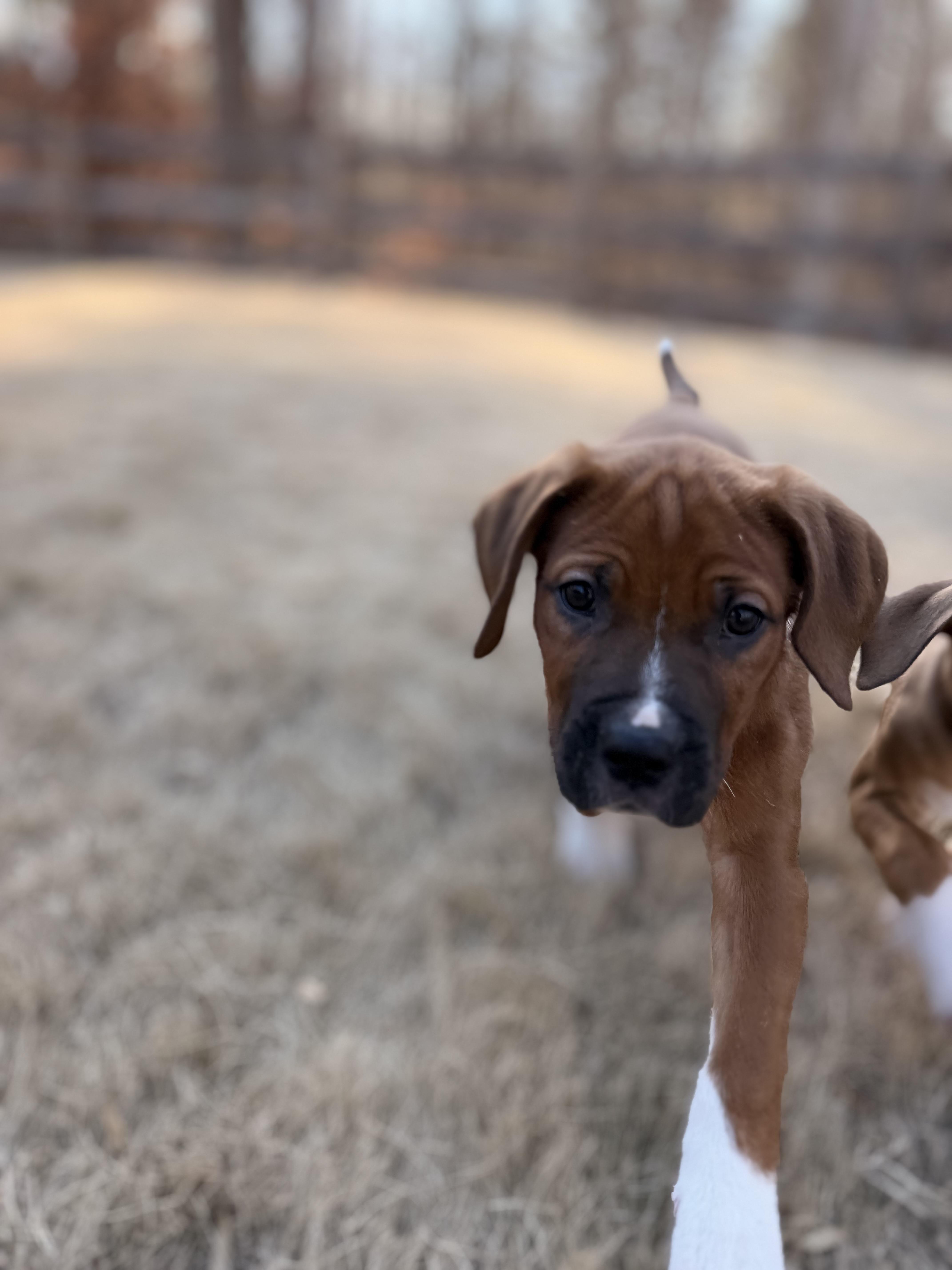 Chuckie, an adopted mixed breed in Gainesville, GA image 3/6