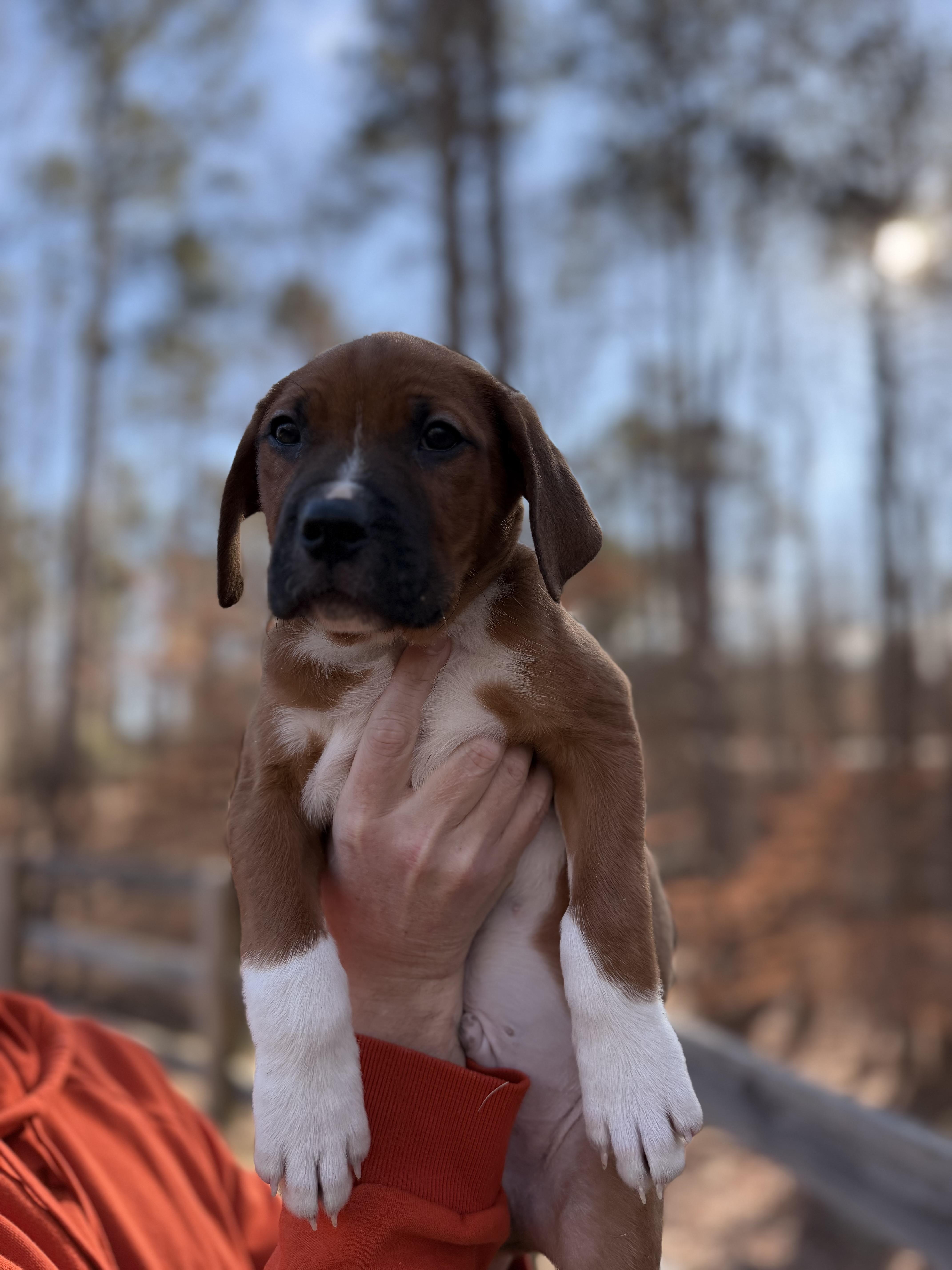 Chuckie, an adopted mixed breed in Gainesville, GA image 6/6
