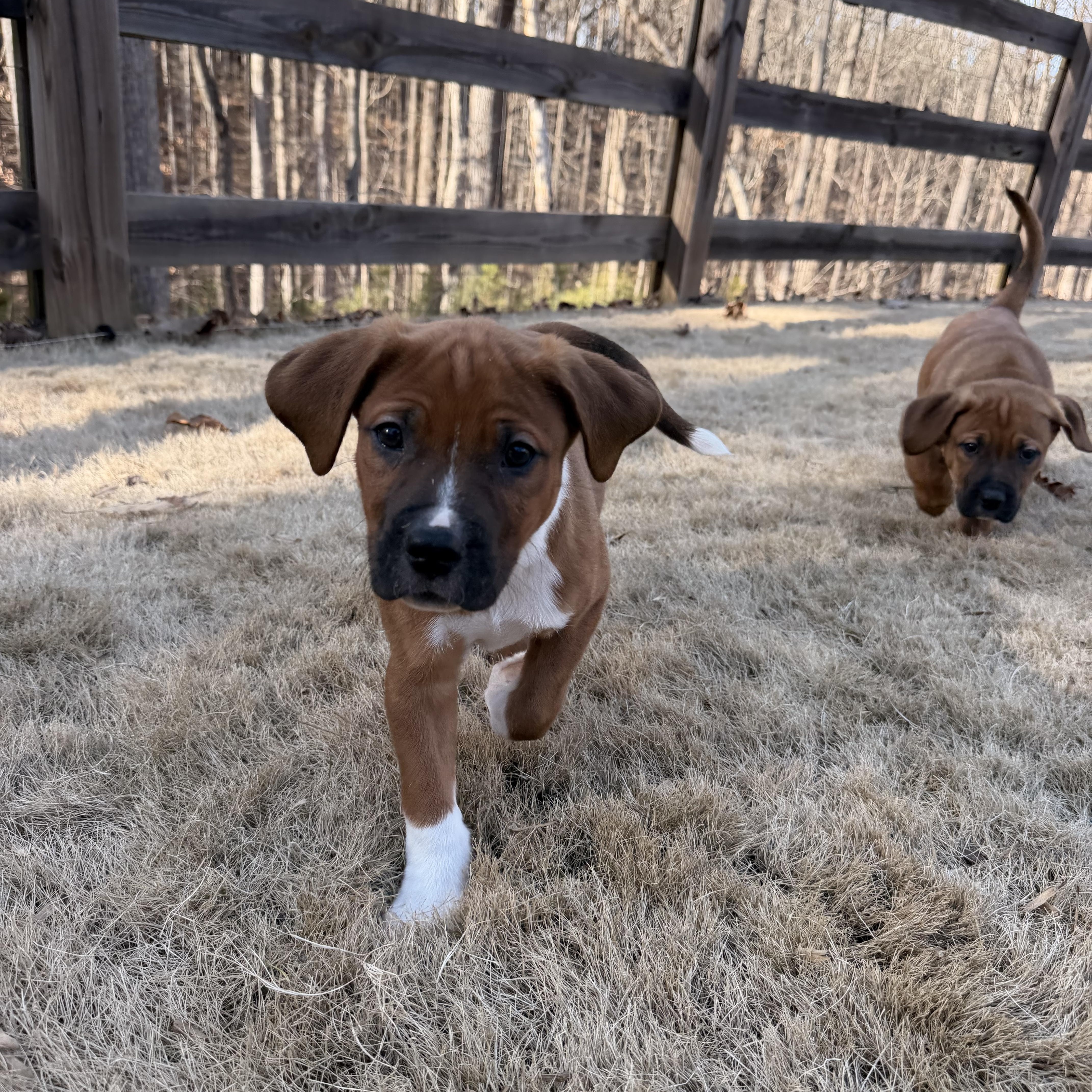 Chuckie, an adopted mixed breed in Gainesville, GA image 4/6