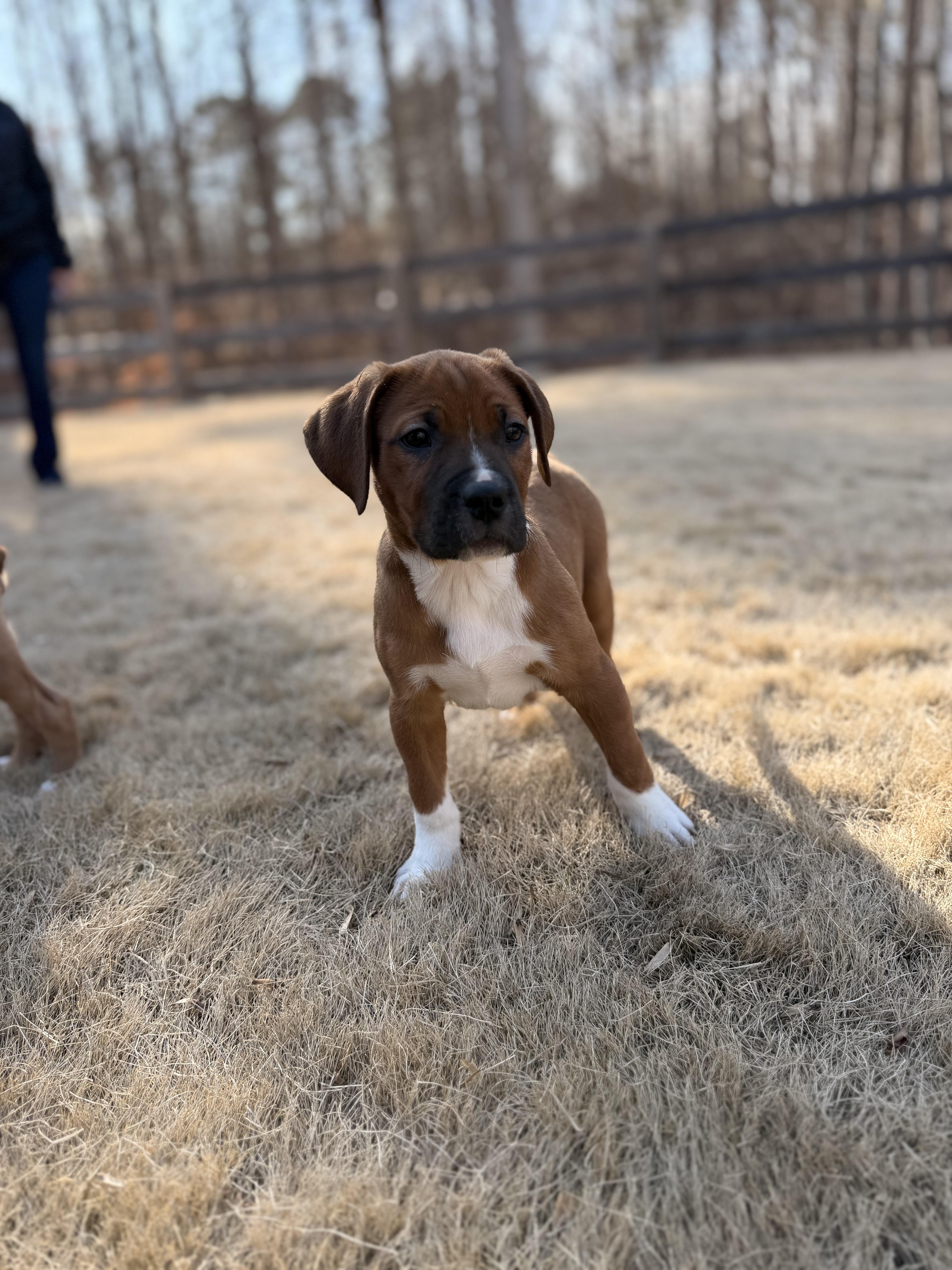 Chuckie, adopted, Puppy Male Boxer.