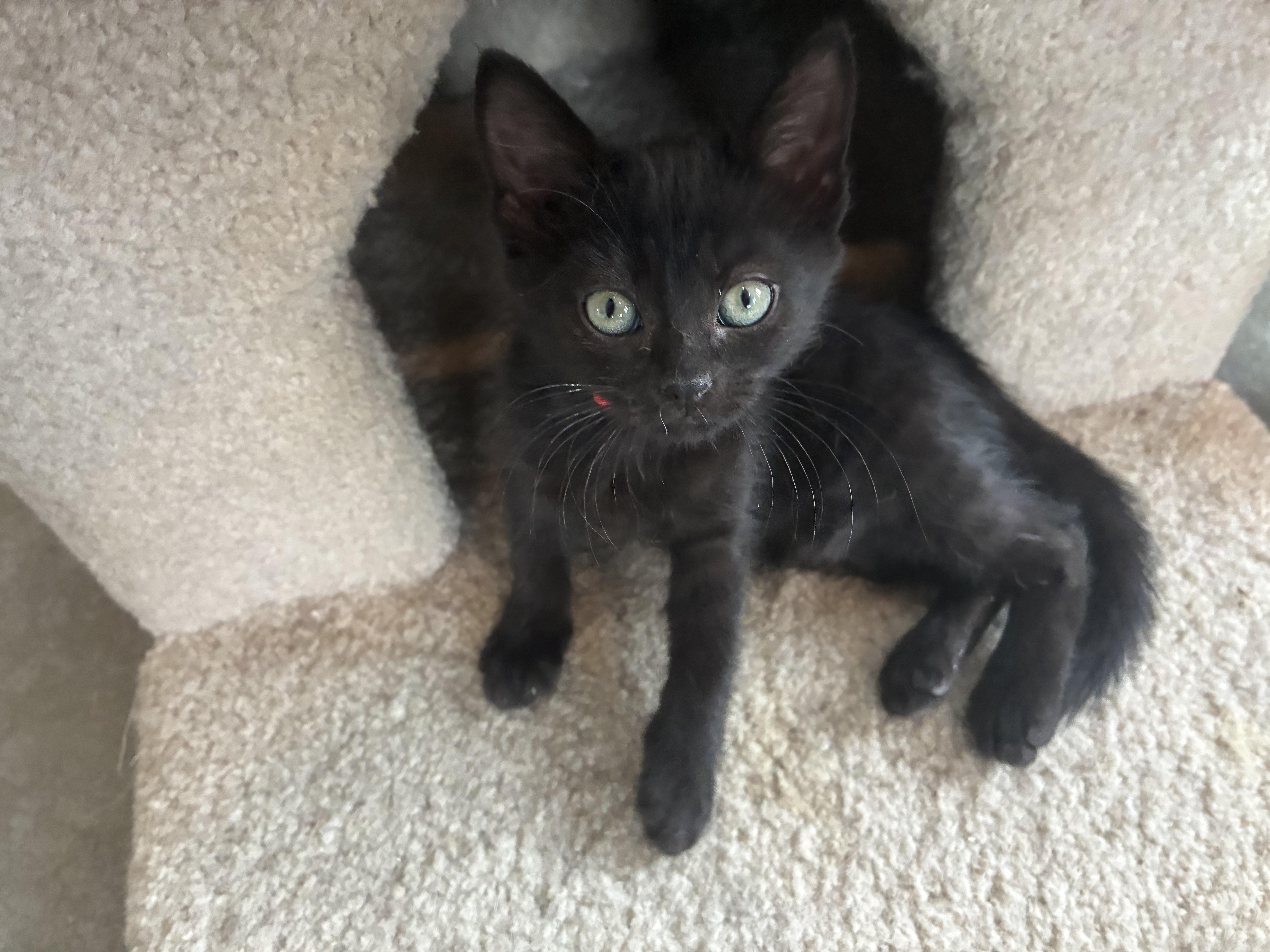 Satin, a ADOPTABLE Domestic Medium Hair in Bonners Ferry, ID image 1/2
