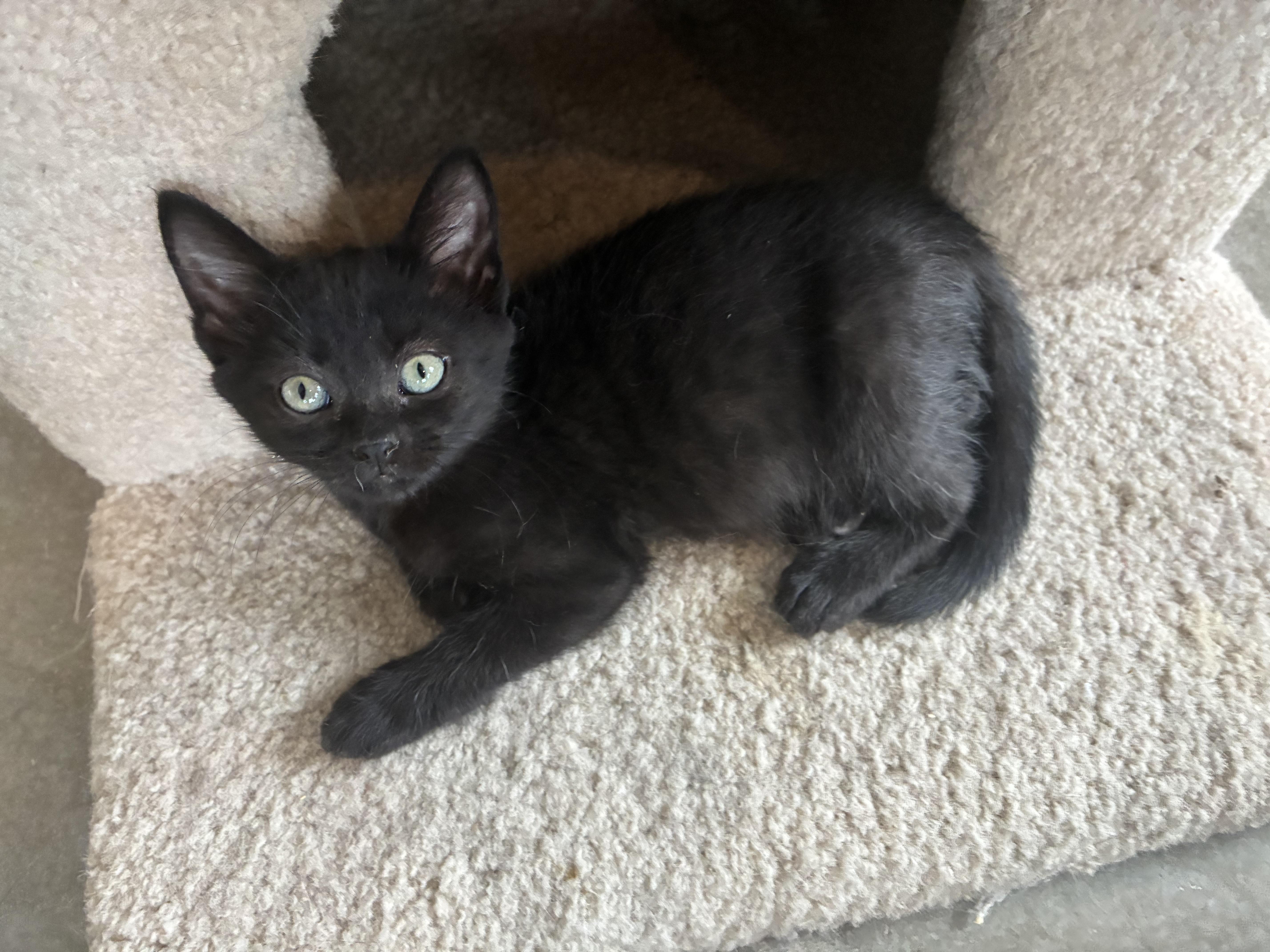 Satin, a ADOPTABLE Domestic Medium Hair in Bonners Ferry, ID image 2/2