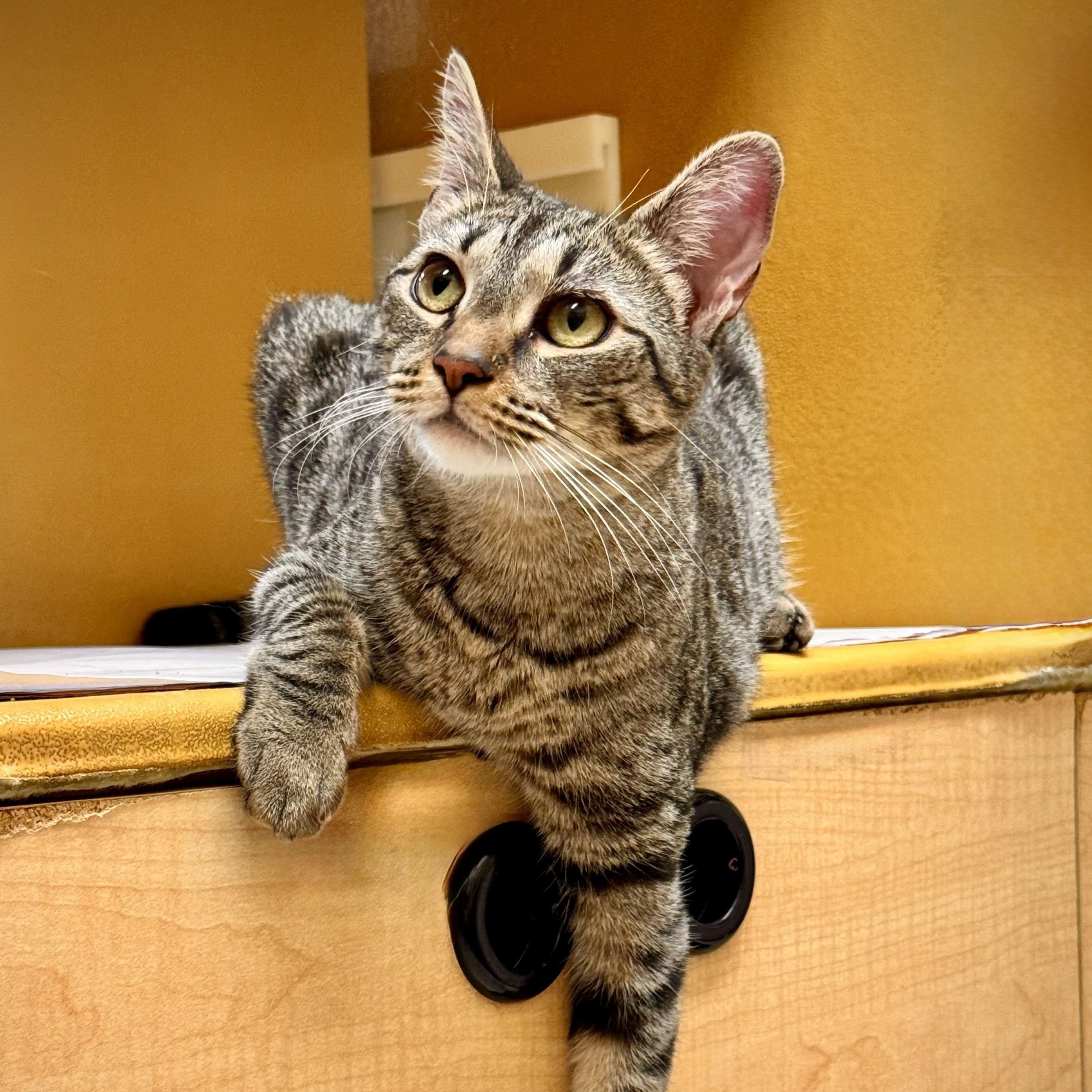 Enlarge Summer, a Adoptable Domestic Short Hair in Sewell, NJ image 4/5