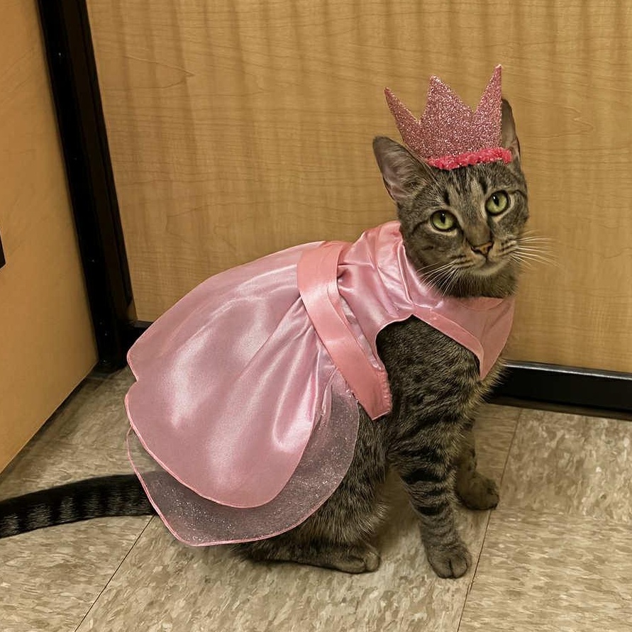 Enlarge Summer, a Adoptable Domestic Short Hair in Sewell, NJ image 3/5