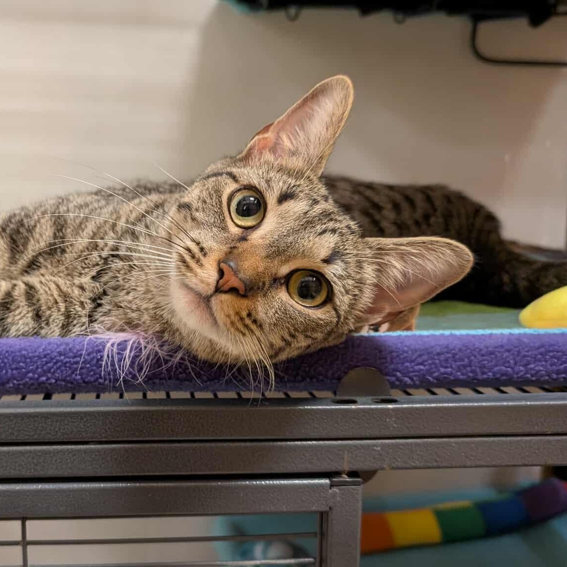 Enlarge Summer, a Adoptable Domestic Short Hair in Sewell, NJ image 5/5