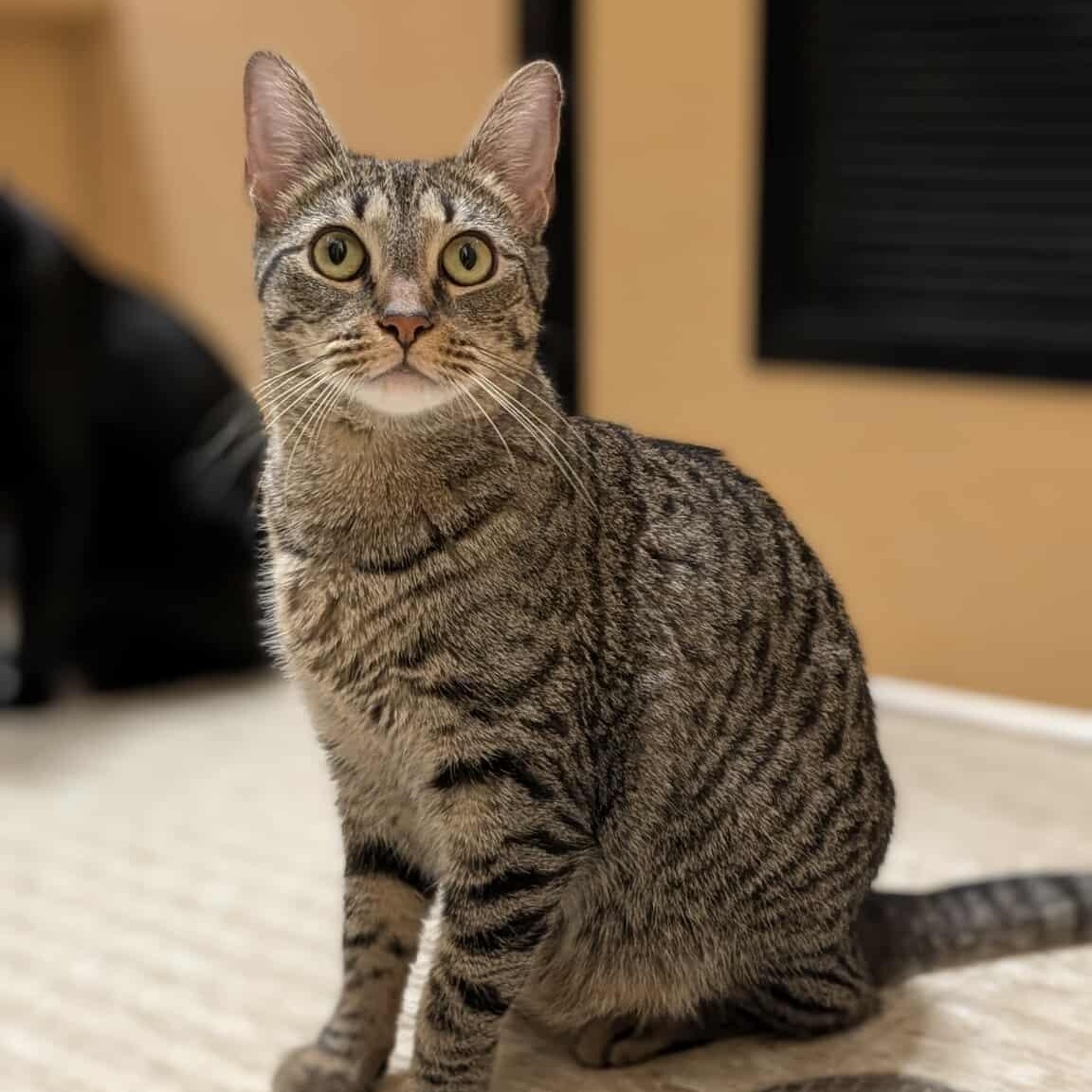 Summer, Adoptable, Young Female Domestic Short Hair.