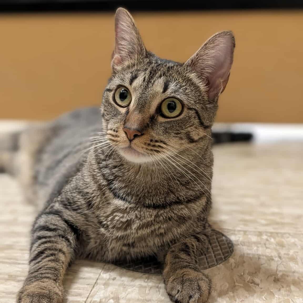 Enlarge Summer, a Adoptable Domestic Short Hair in Sewell, NJ image 2/5