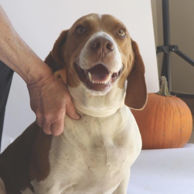Marco, ADOPTABLE, Adult • Male, Beagle.