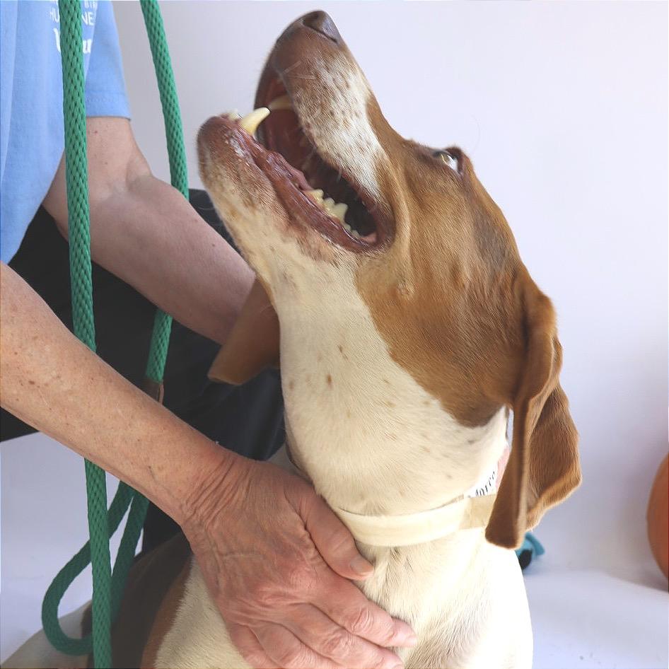 Enlarge Marco, a Adoptable Beagle in Birmingham, AL image 2/4
