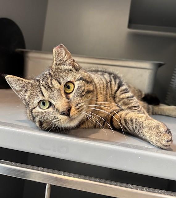 FRANKIE, Adoptable, Young Female Domestic Short Hair.