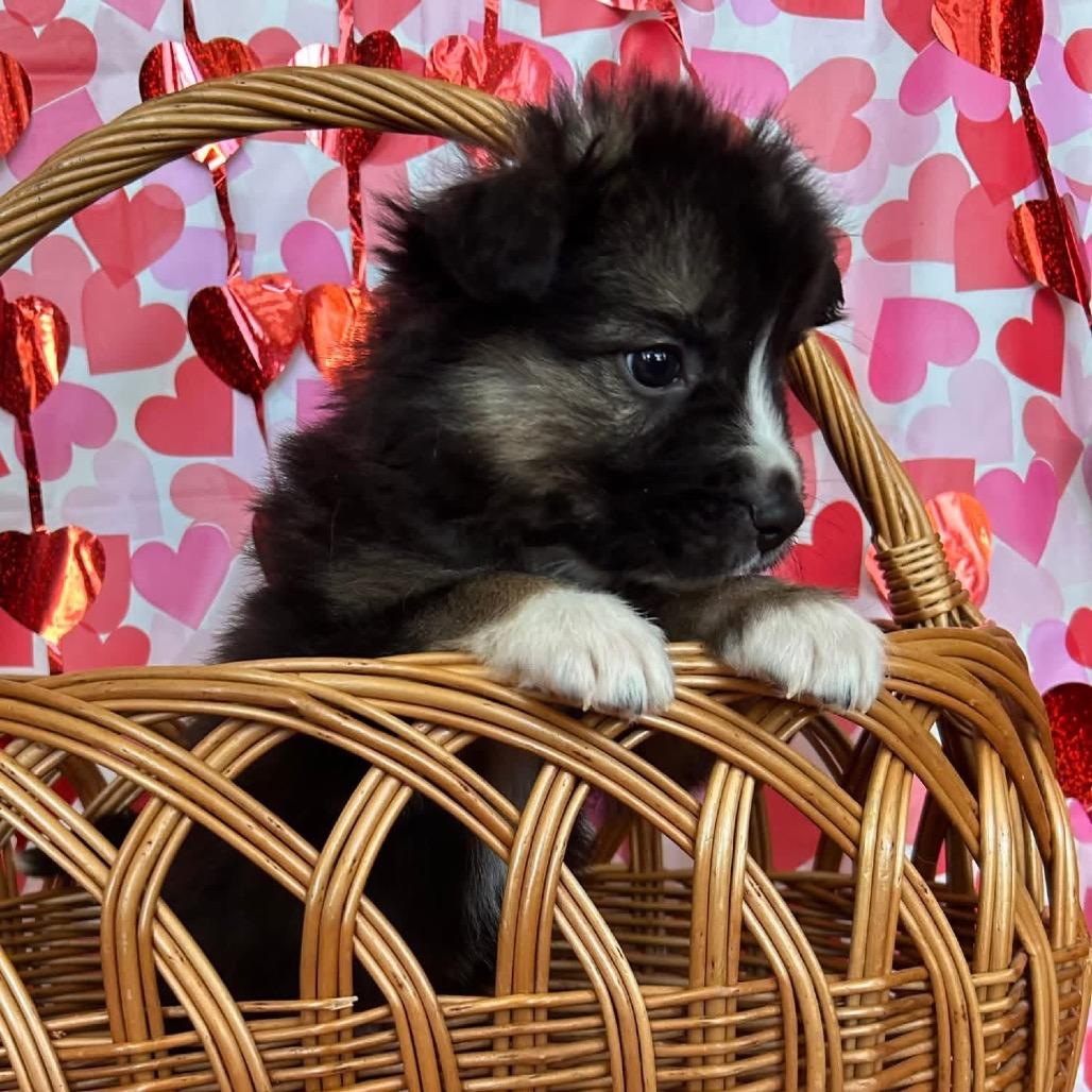 Donkey Kong, a Adoptable Mixed Breed in Jackson, MO image 1/5