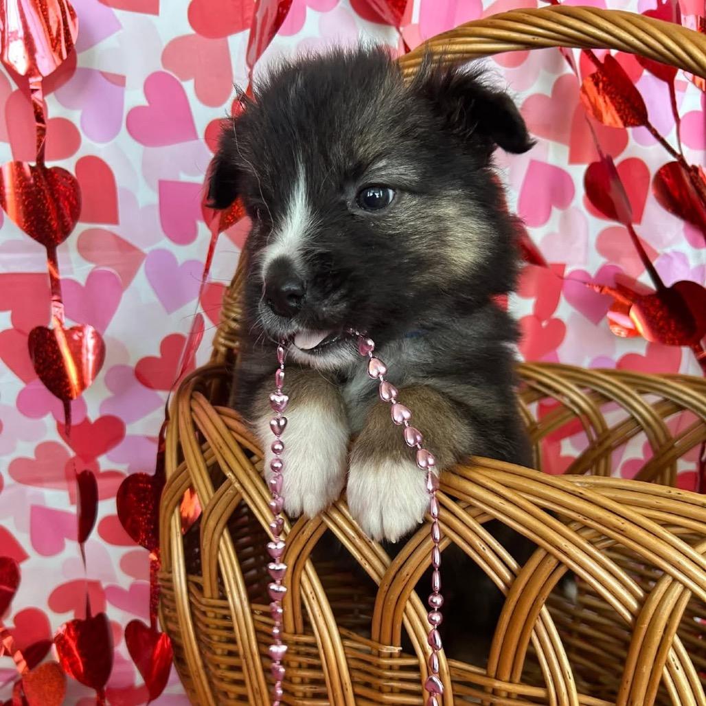 Donkey Kong, a Adoptable Mixed Breed in Jackson, MO image 2/5