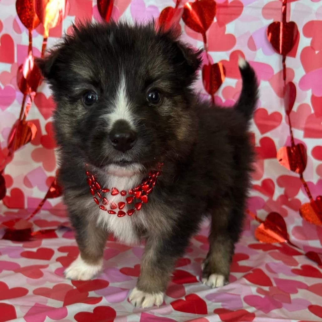 Donkey Kong, a Adoptable Mixed Breed in Jackson, MO image 3/5