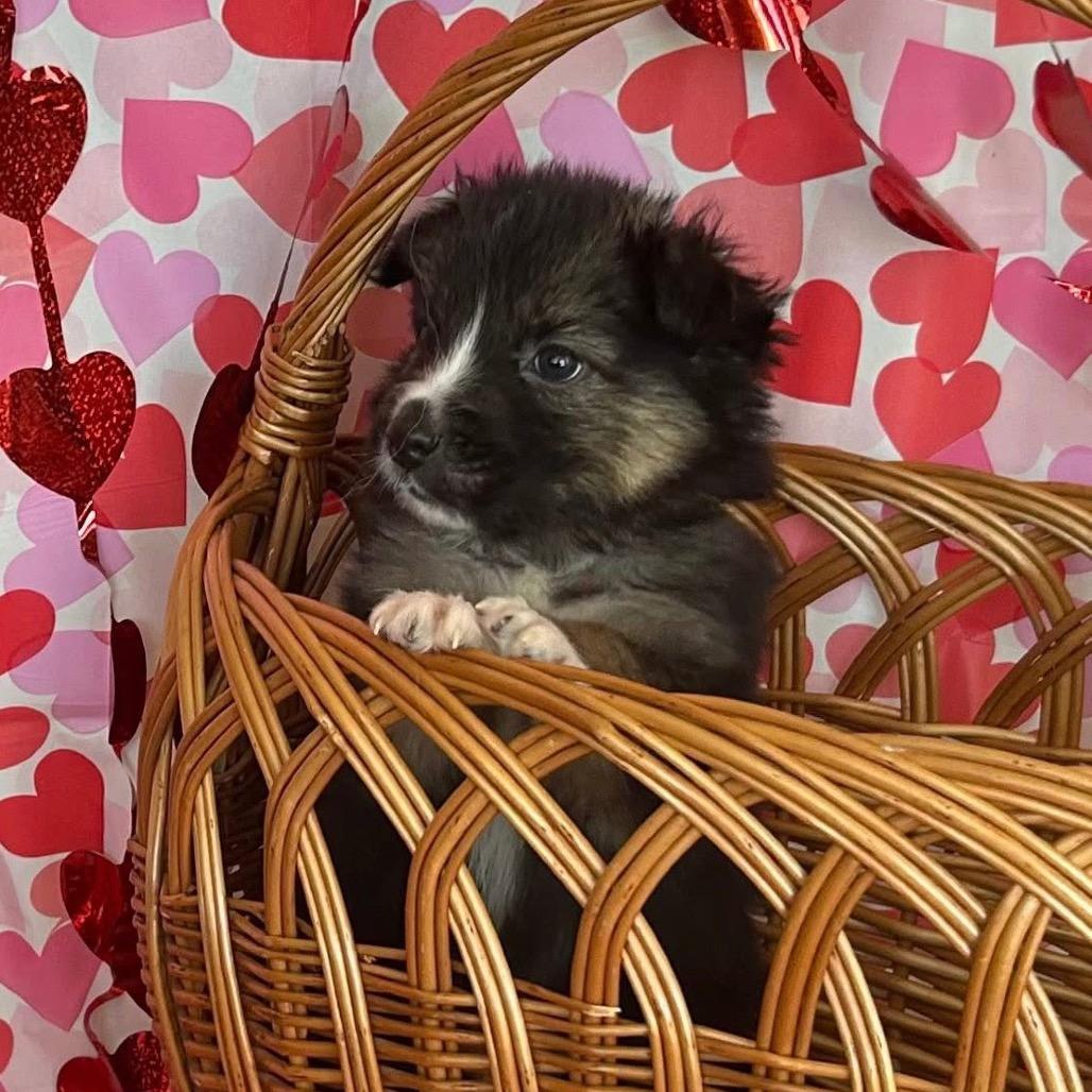 Donkey Kong, a Adoptable Mixed Breed in Jackson, MO image 4/5